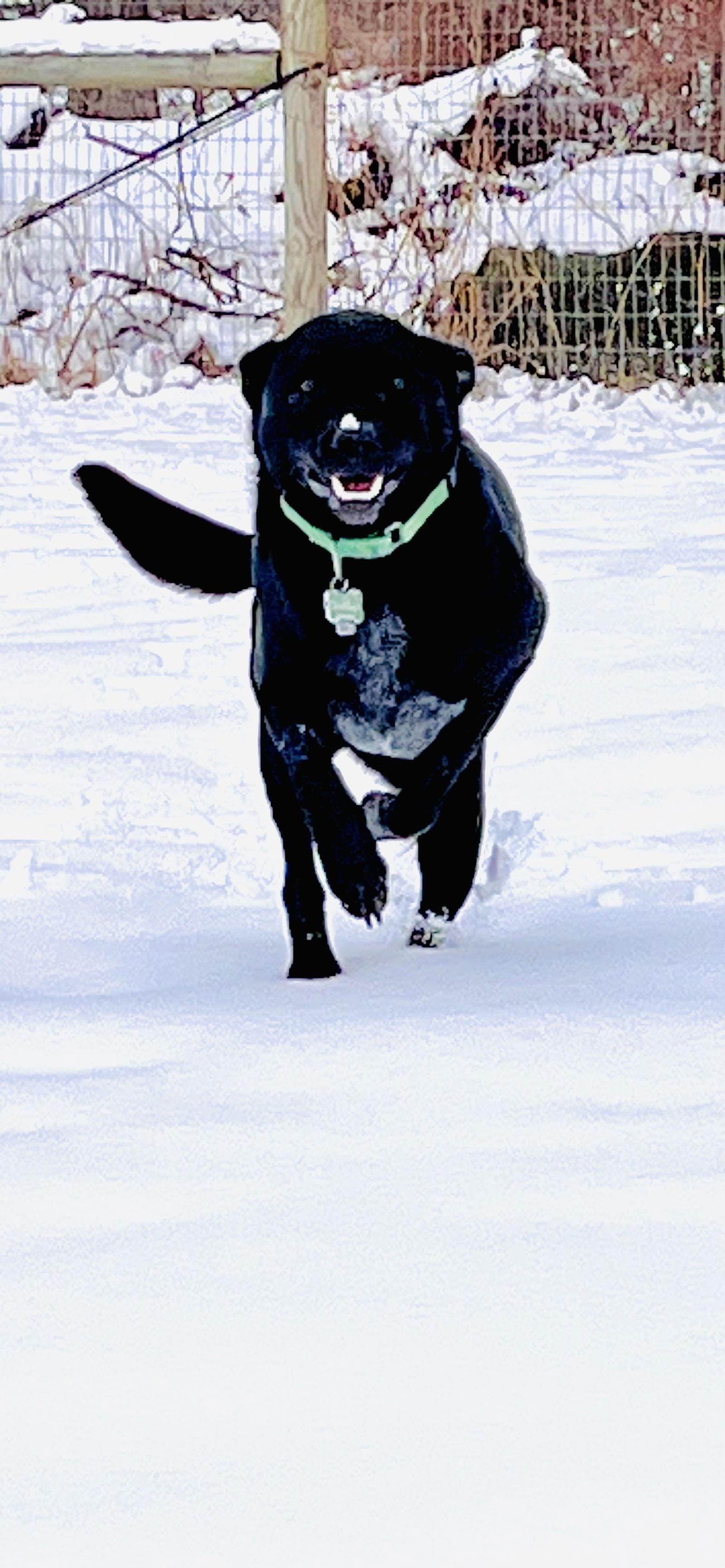 Enlarge Timber, an adopted mixed breed in Pottstown, PA image 3/4