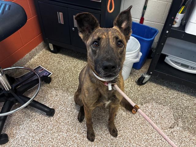 Enlarge PORTOS, a Adoptable mixed breed in Pueblo, CO image 1/1