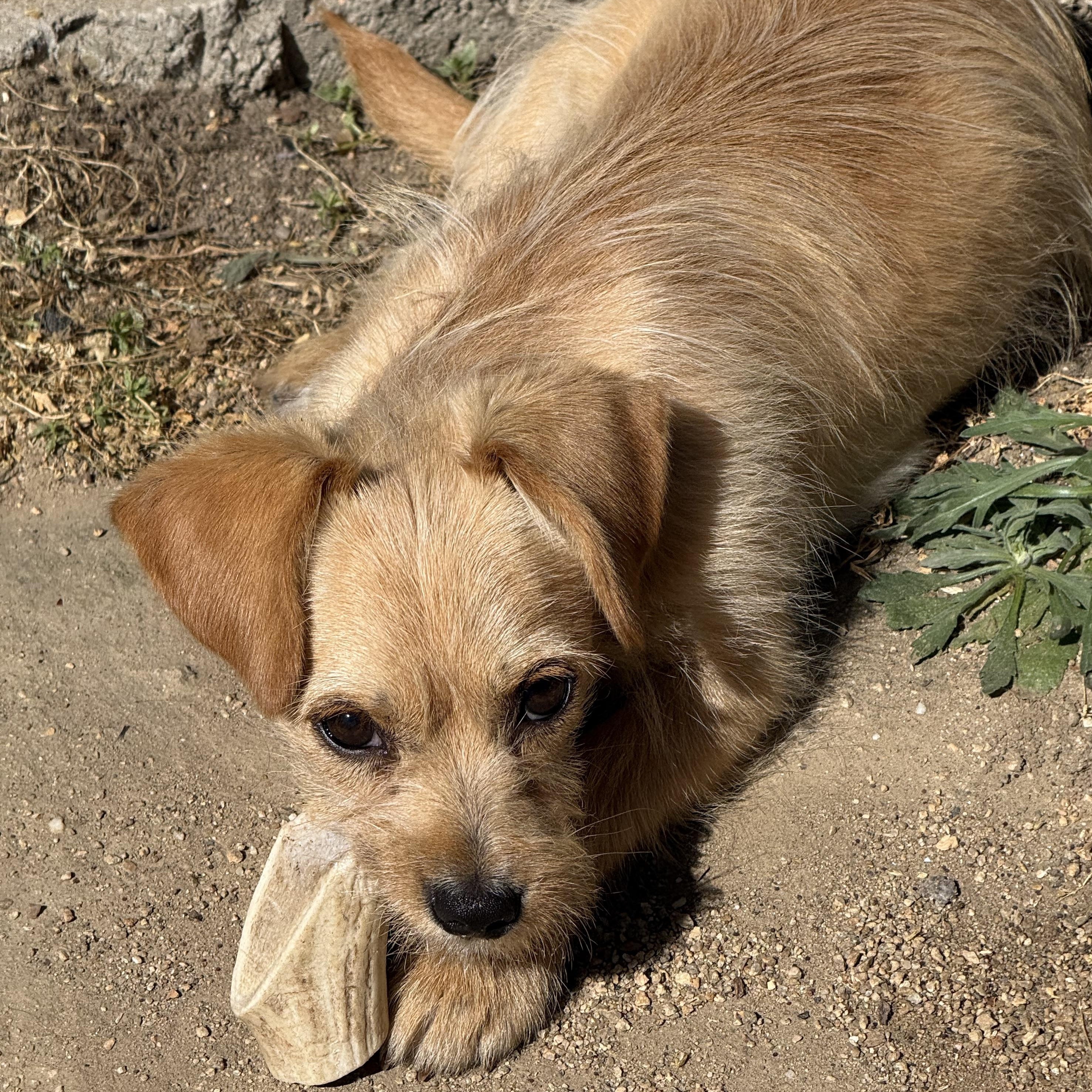 Enlarge Peanut, a ADOPTABLE mixed breed in modesto, CA image 4/5