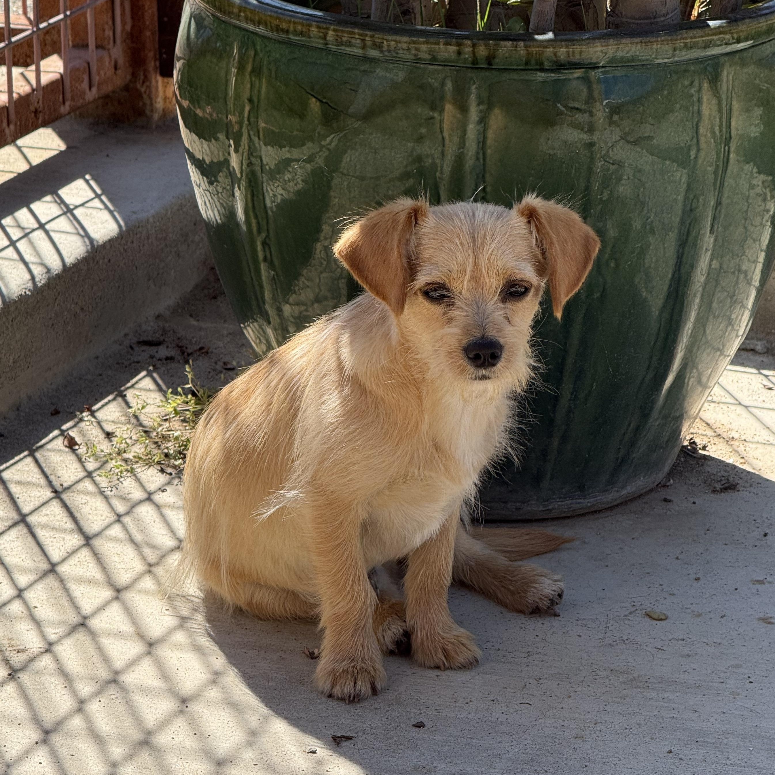Enlarge Peanut, a ADOPTABLE mixed breed in modesto, CA image 3/5