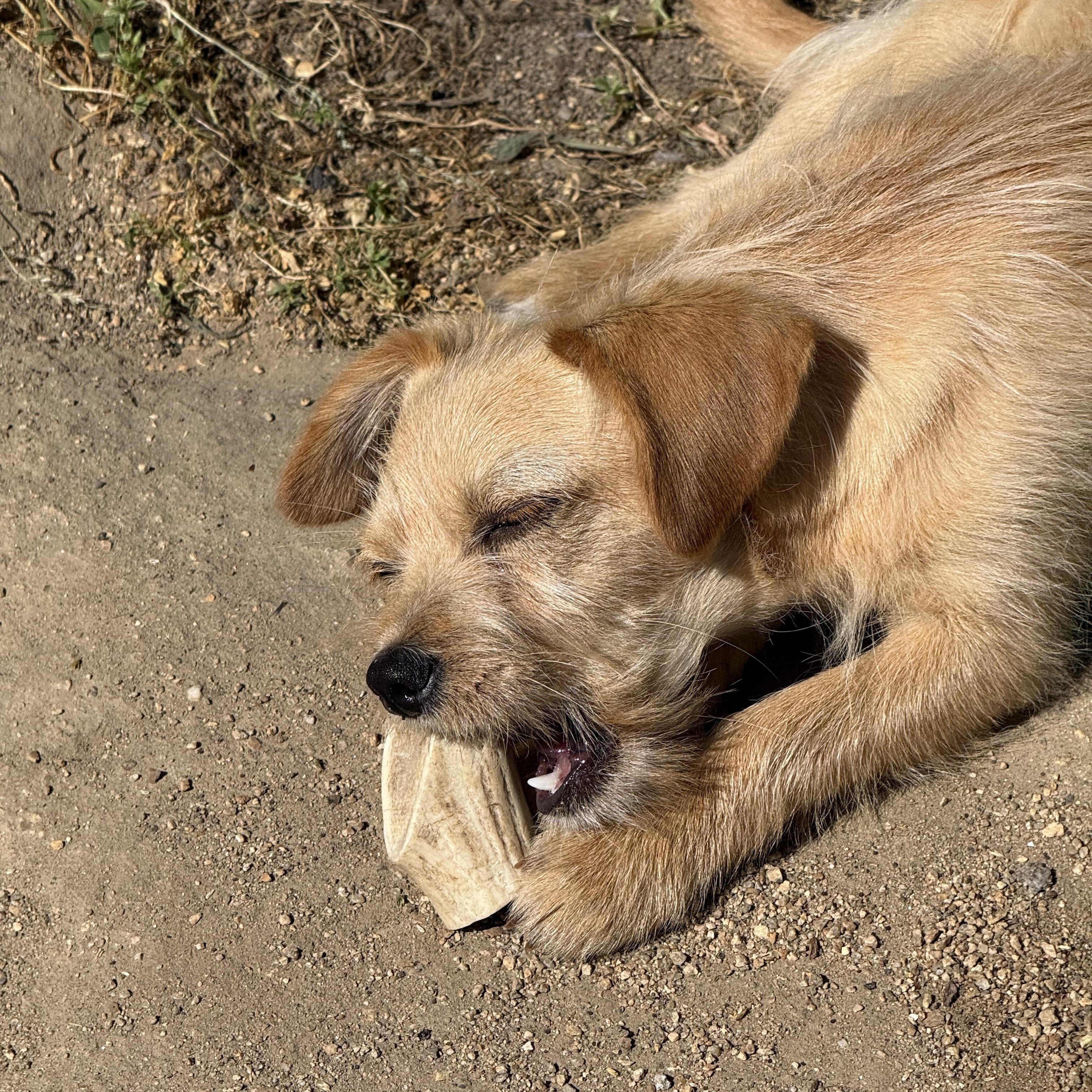 Enlarge Peanut, a ADOPTABLE mixed breed in modesto, CA image 2/5