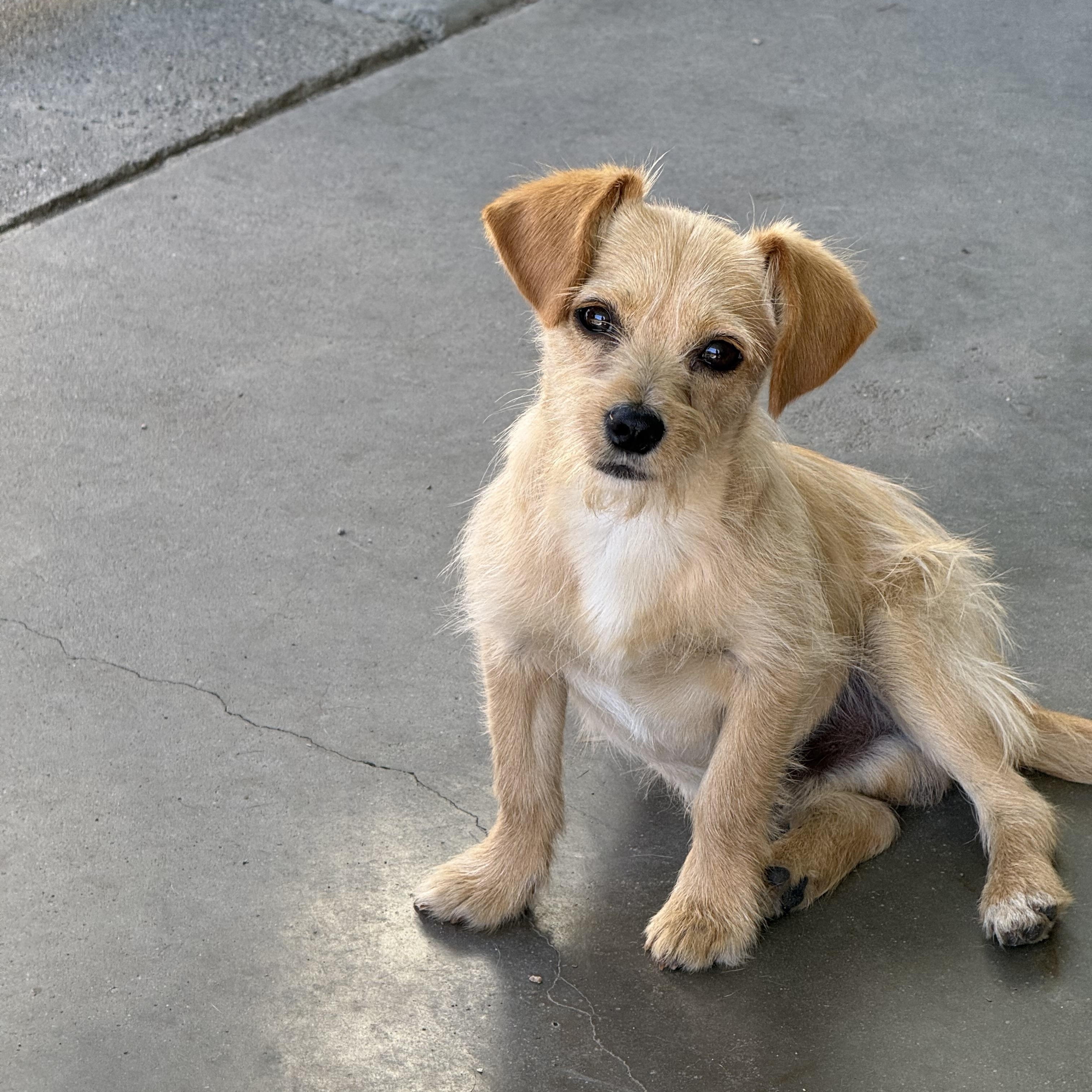 Peanut, ADOPTABLE, Puppy Male Norfolk Terrier & Chiweenie.