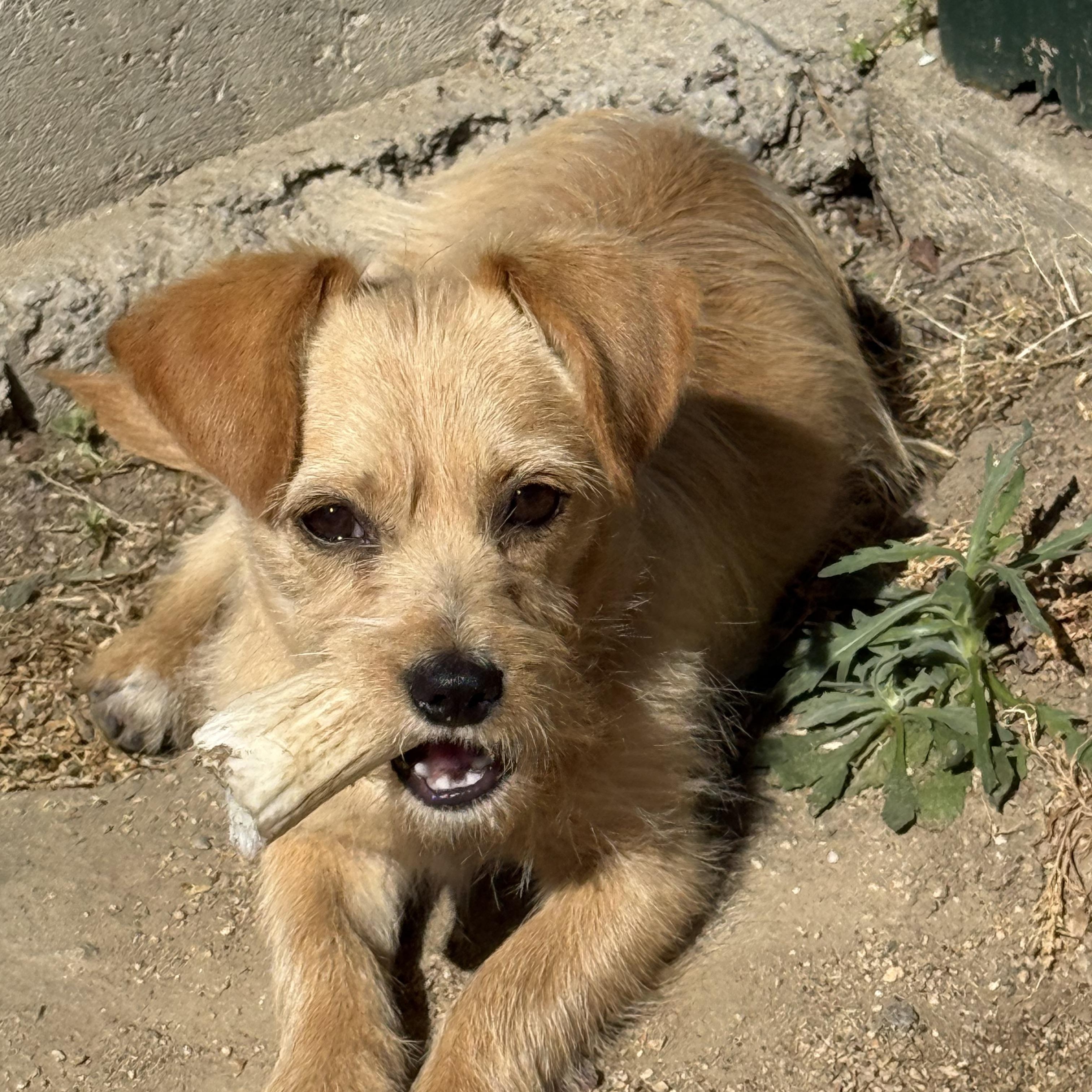 Enlarge Peanut, a ADOPTABLE mixed breed in modesto, CA image 5/5