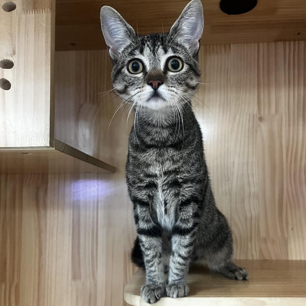 Katy Purry, Adoptable, Young Female Domestic Short Hair.