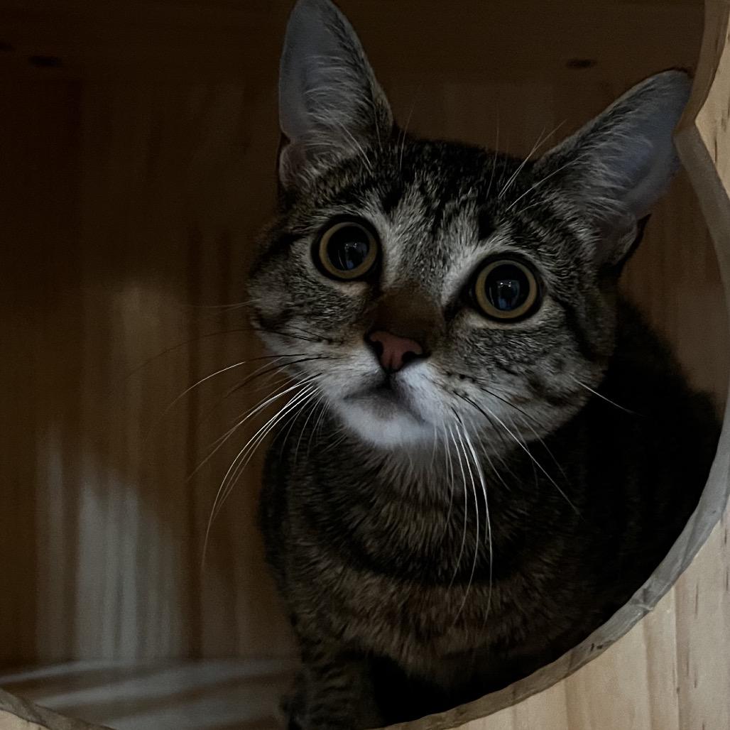 Enlarge Katy Purry, a Adoptable Domestic Short Hair in Yucca Valley, CA image 2/5