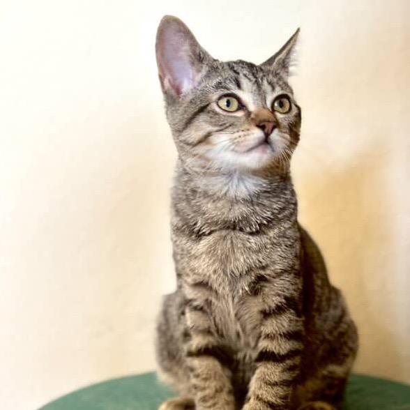 Enlarge Katy Purry, a Adoptable Domestic Short Hair in Yucca Valley, CA image 4/5