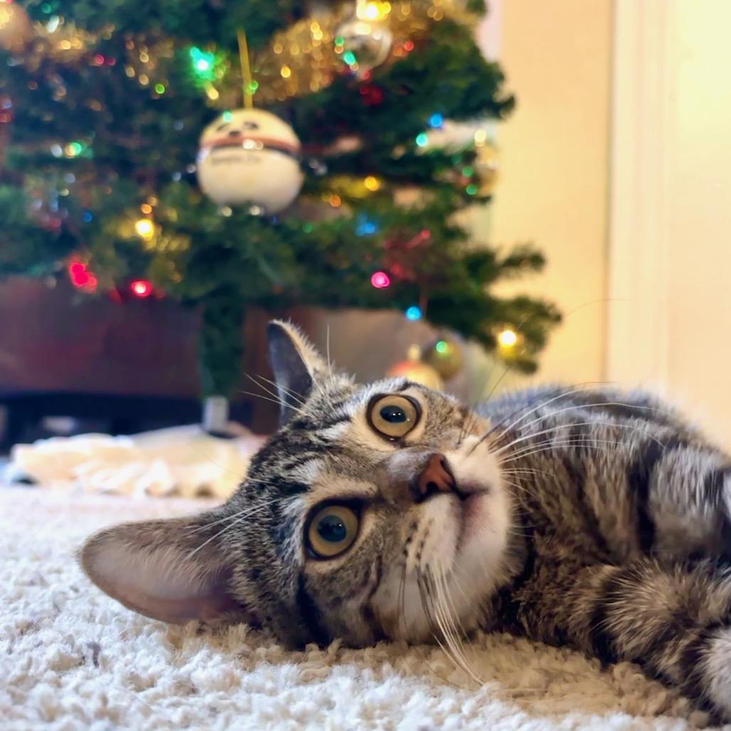 Enlarge Katy Purry, a Adoptable Domestic Short Hair in Yucca Valley, CA image 5/5