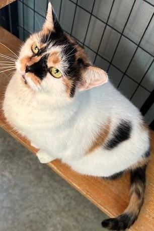Cleo, Adoptable, Adult Female Calico.