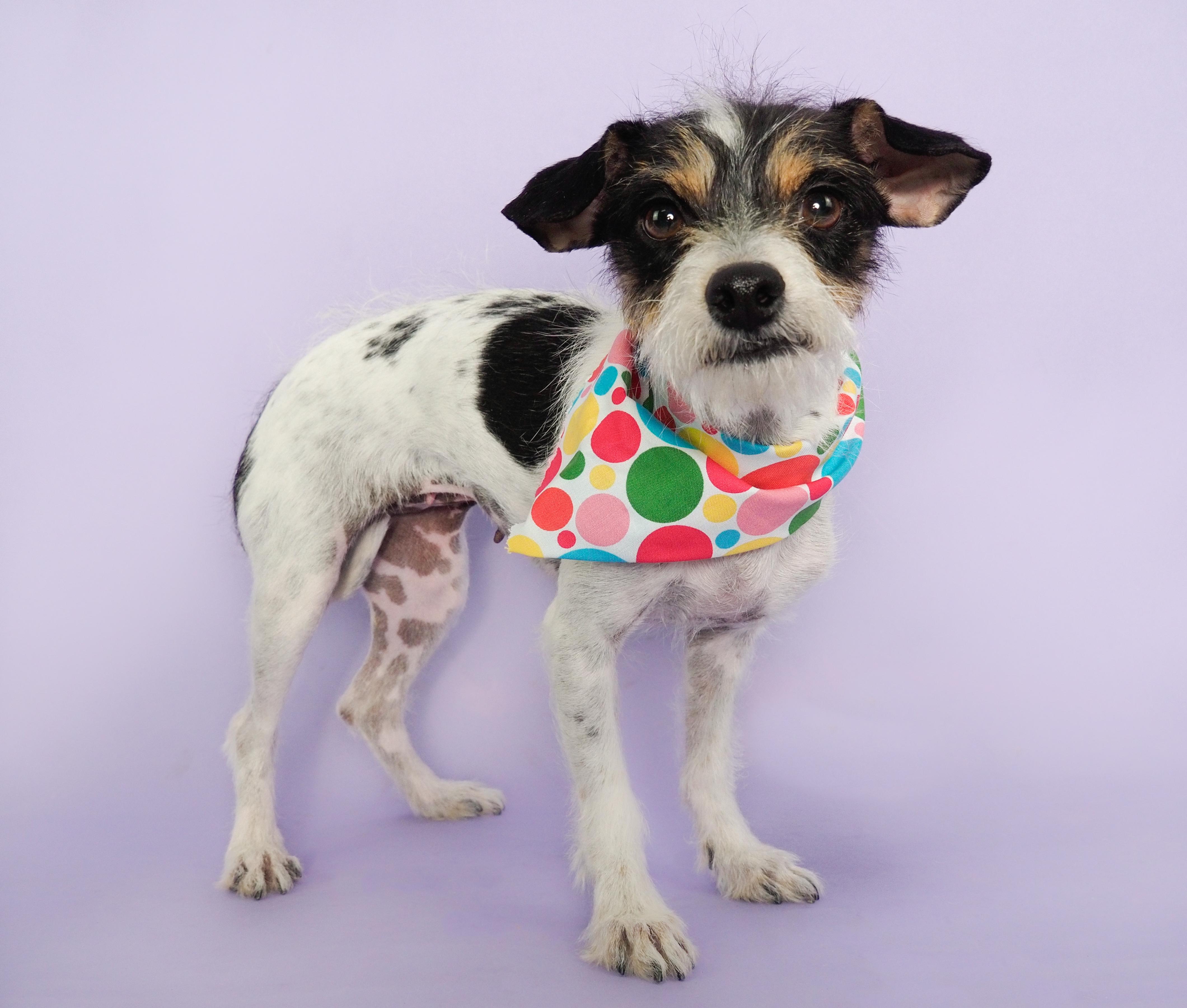 Boba Tea, adopted, Young Female Terrier & Jack Russell Terrier.