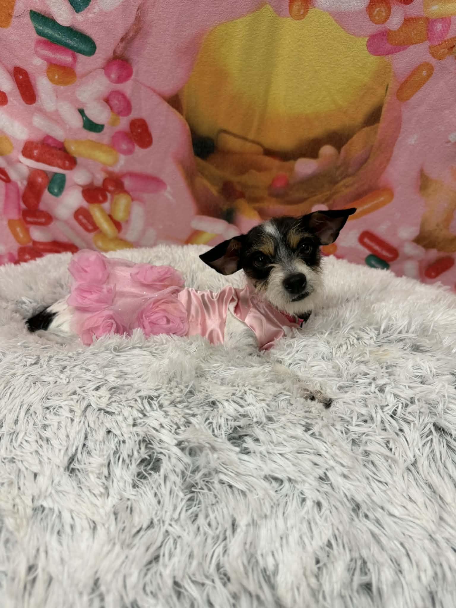 Boba Tea, an adopted mixed breed in PHOENIX, AZ image 4/6