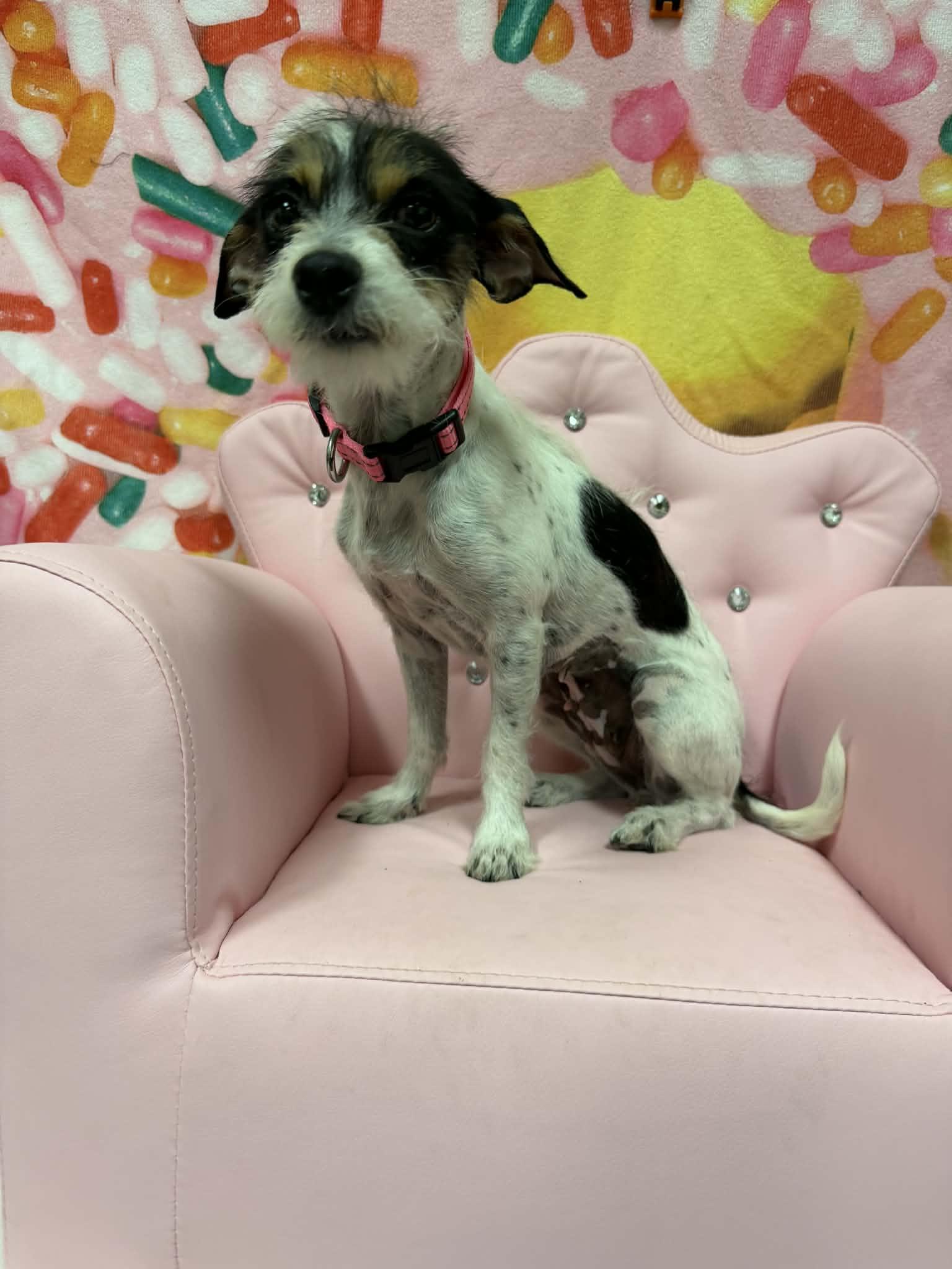 Boba Tea, an adopted mixed breed in PHOENIX, AZ image 6/6