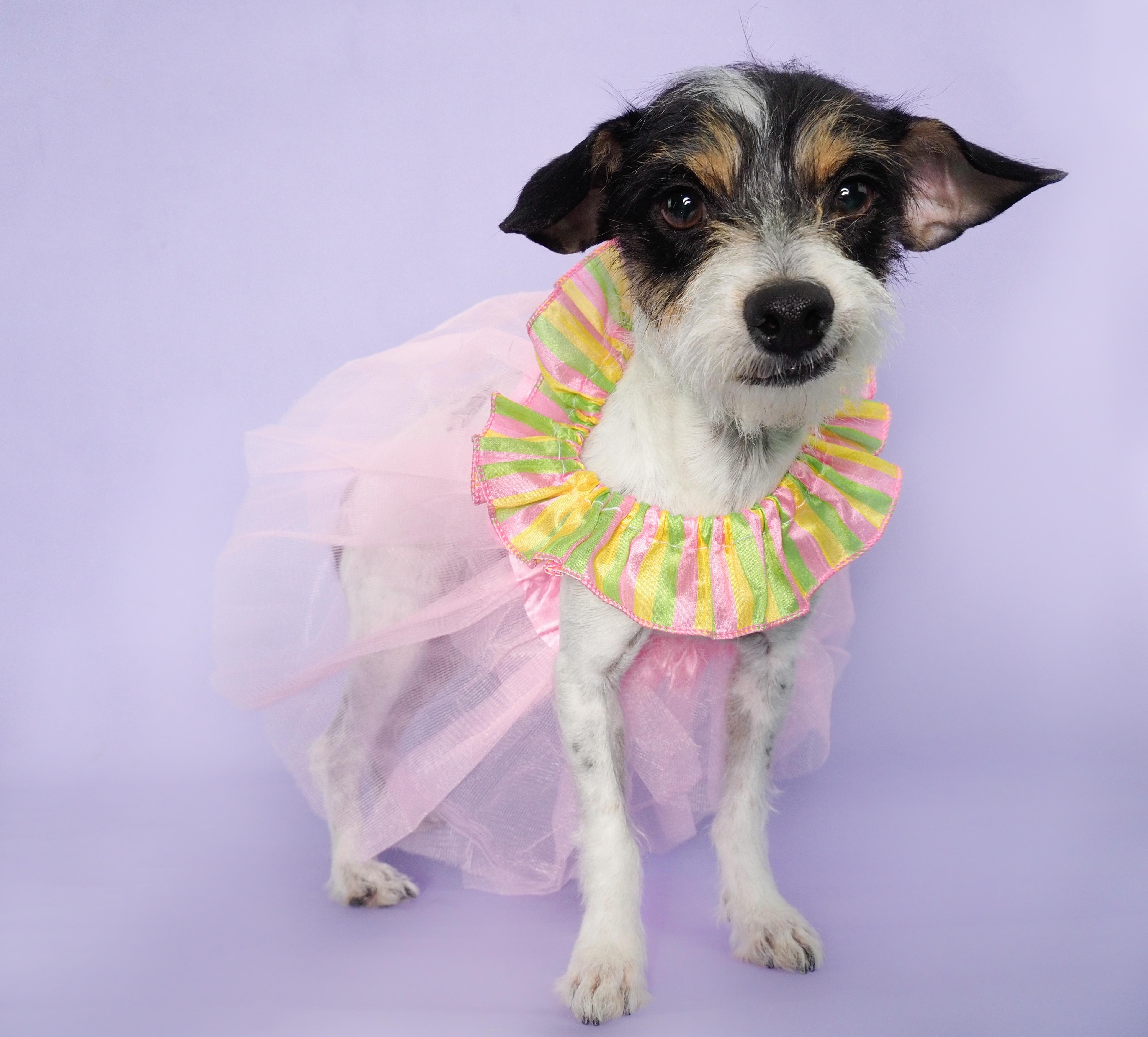 Boba Tea, an adopted mixed breed in PHOENIX, AZ image 2/6
