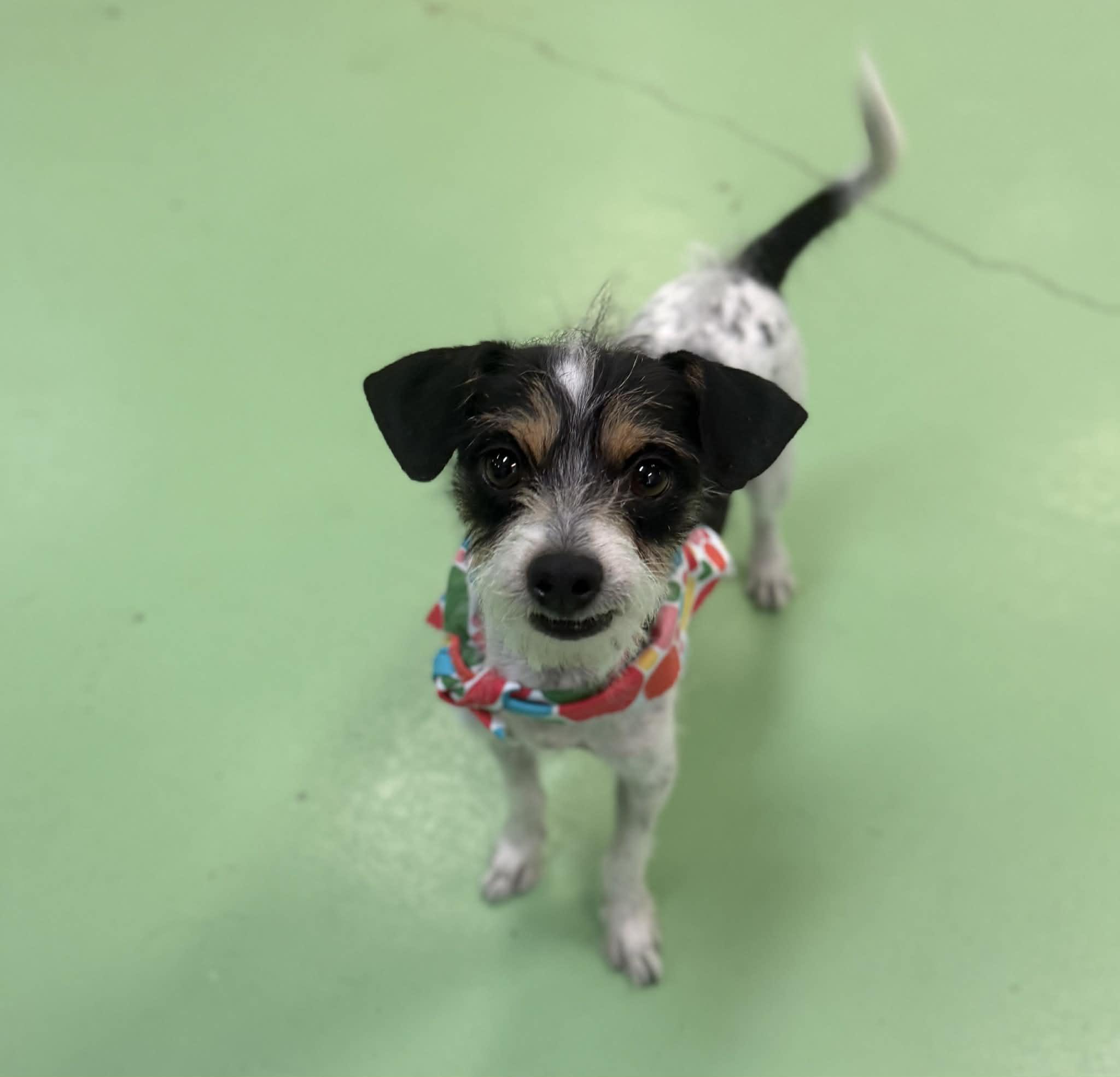 Boba Tea, an adopted mixed breed in PHOENIX, AZ image 5/6