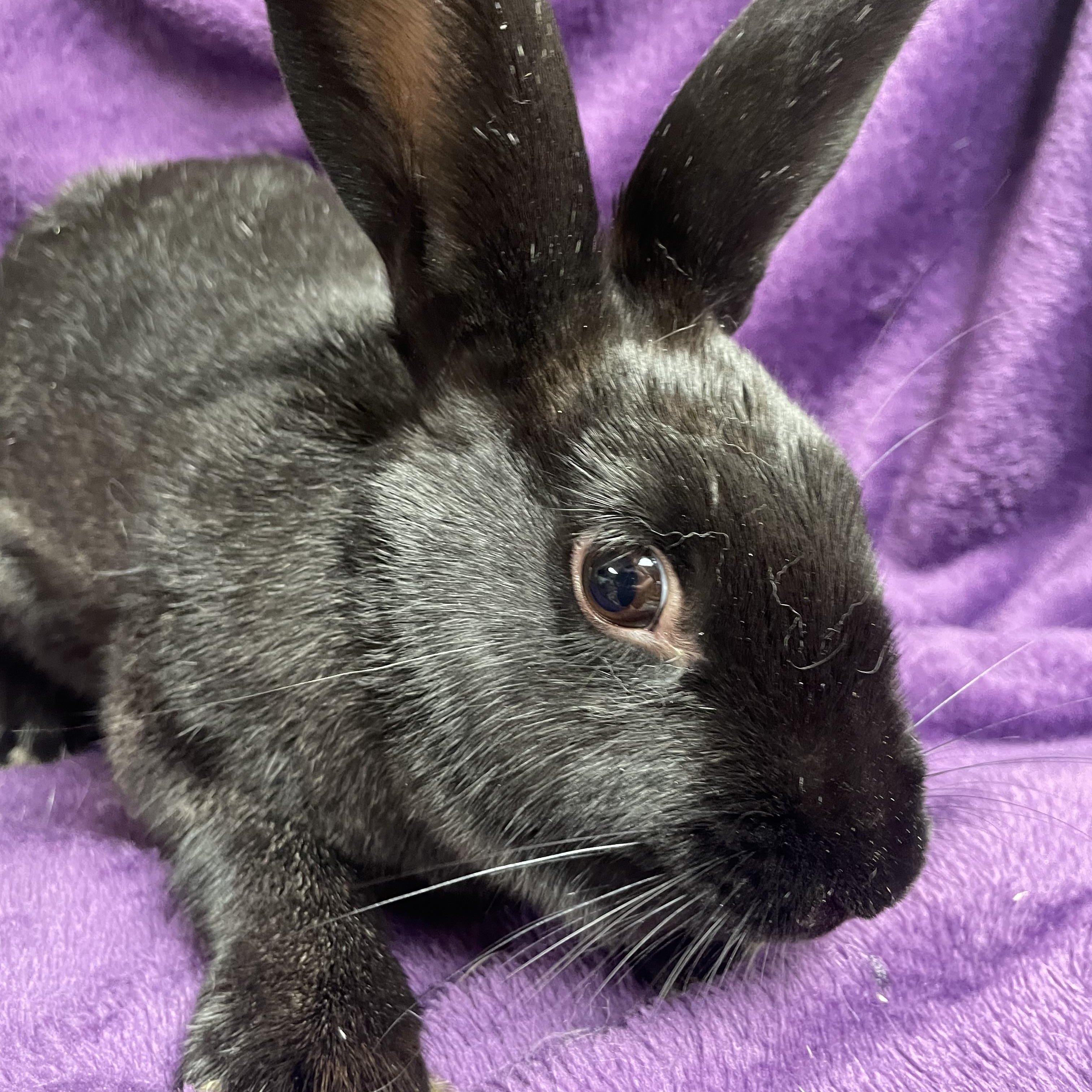 Chatine: video!!, a Adoptable New Zealand in Edinburg, PA image 4/6