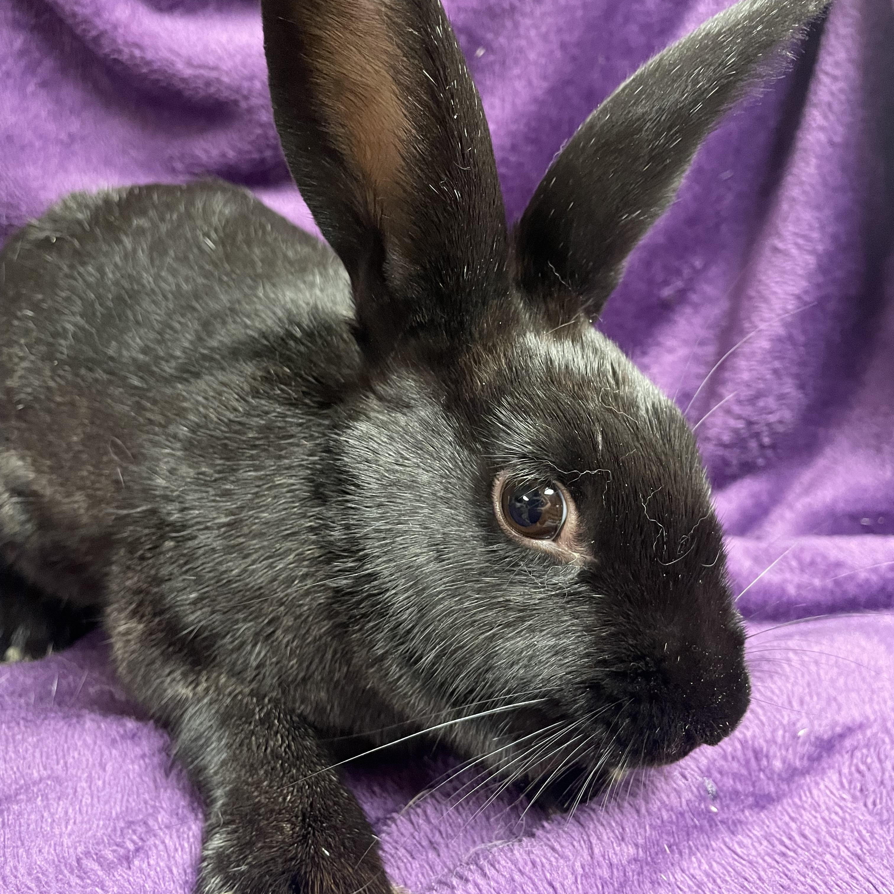 Chatine: video!!, a Adoptable New Zealand in Edinburg, PA image 5/6