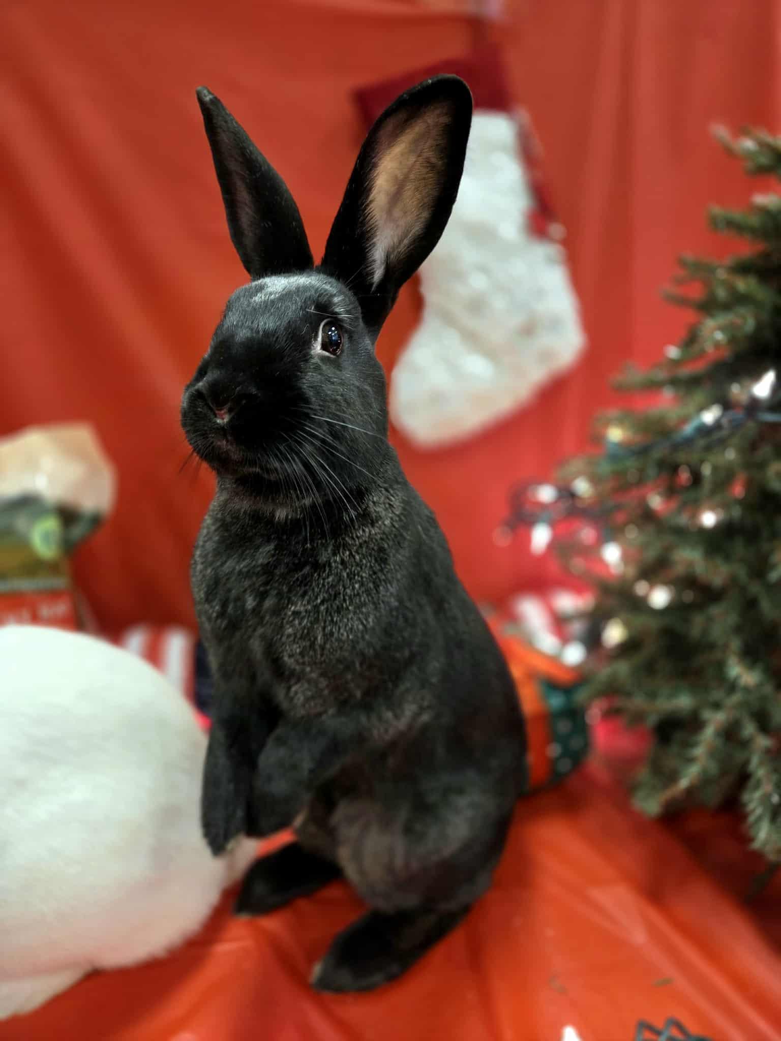 Chatine: video!!, Adoptable, Baby Female New Zealand.