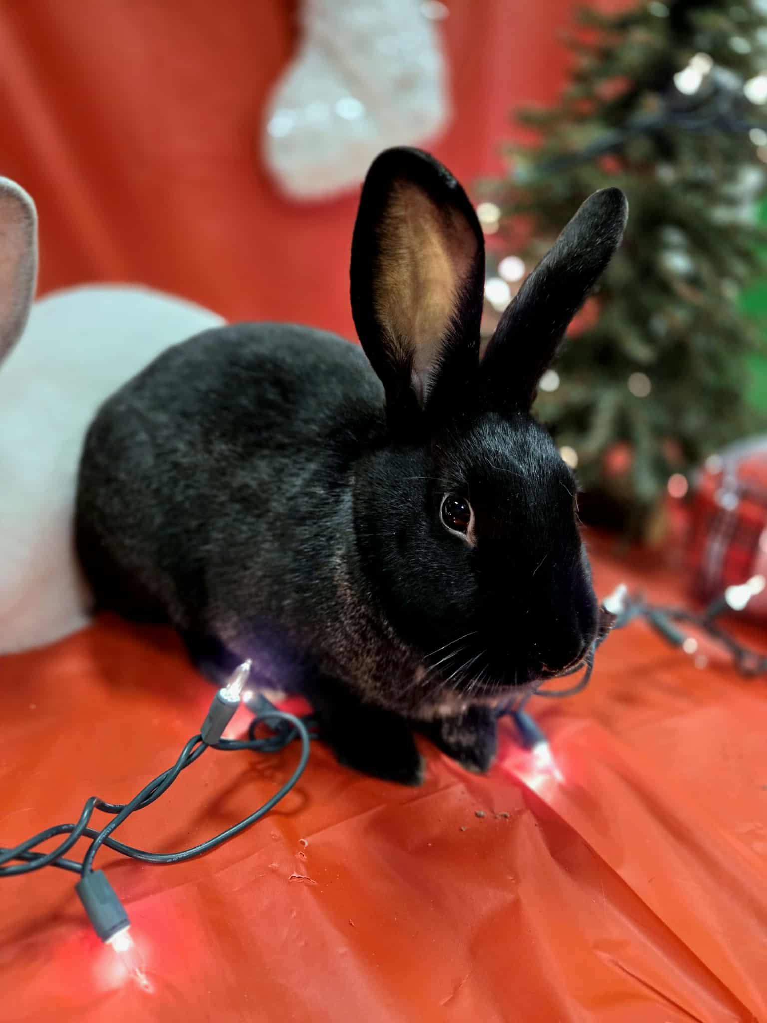 Chatine: video!!, a Adoptable New Zealand in Edinburg, PA image 2/6