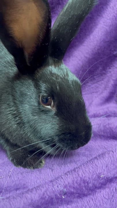 Enlarge Chatine: video!!, a Adoptable New Zealand in Edinburg, PA video 6/6