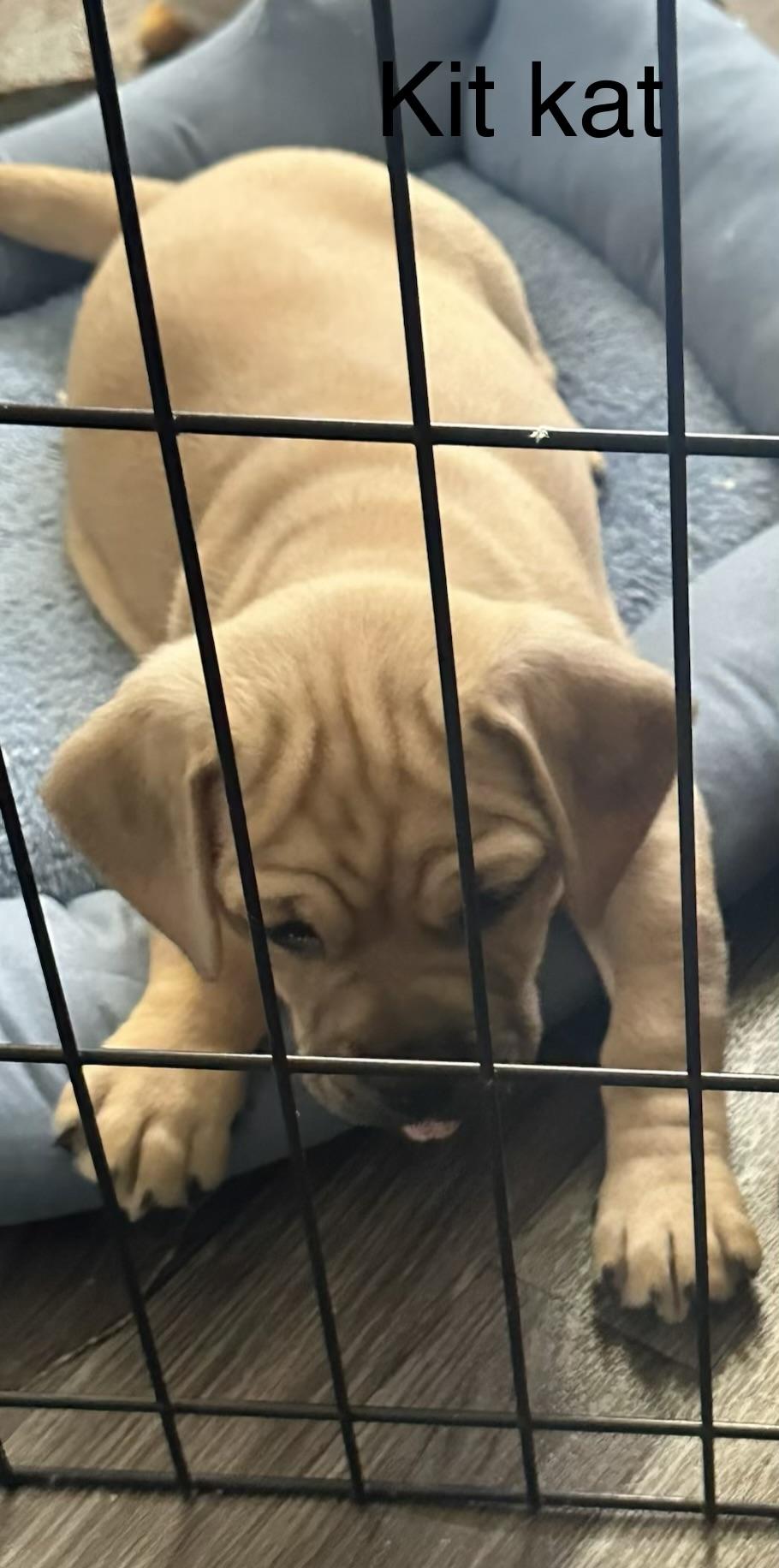 kit kat, ADOPTABLE, Puppy Female Dachshund & Pug.