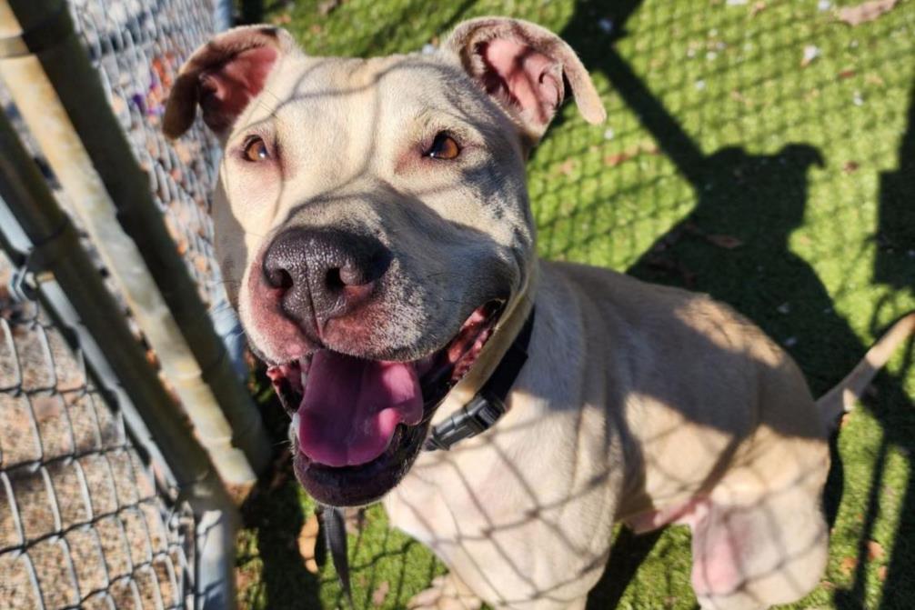 CASHEW, Adoptable, Adult Male Pit Bull Terrier & Mixed Breed.