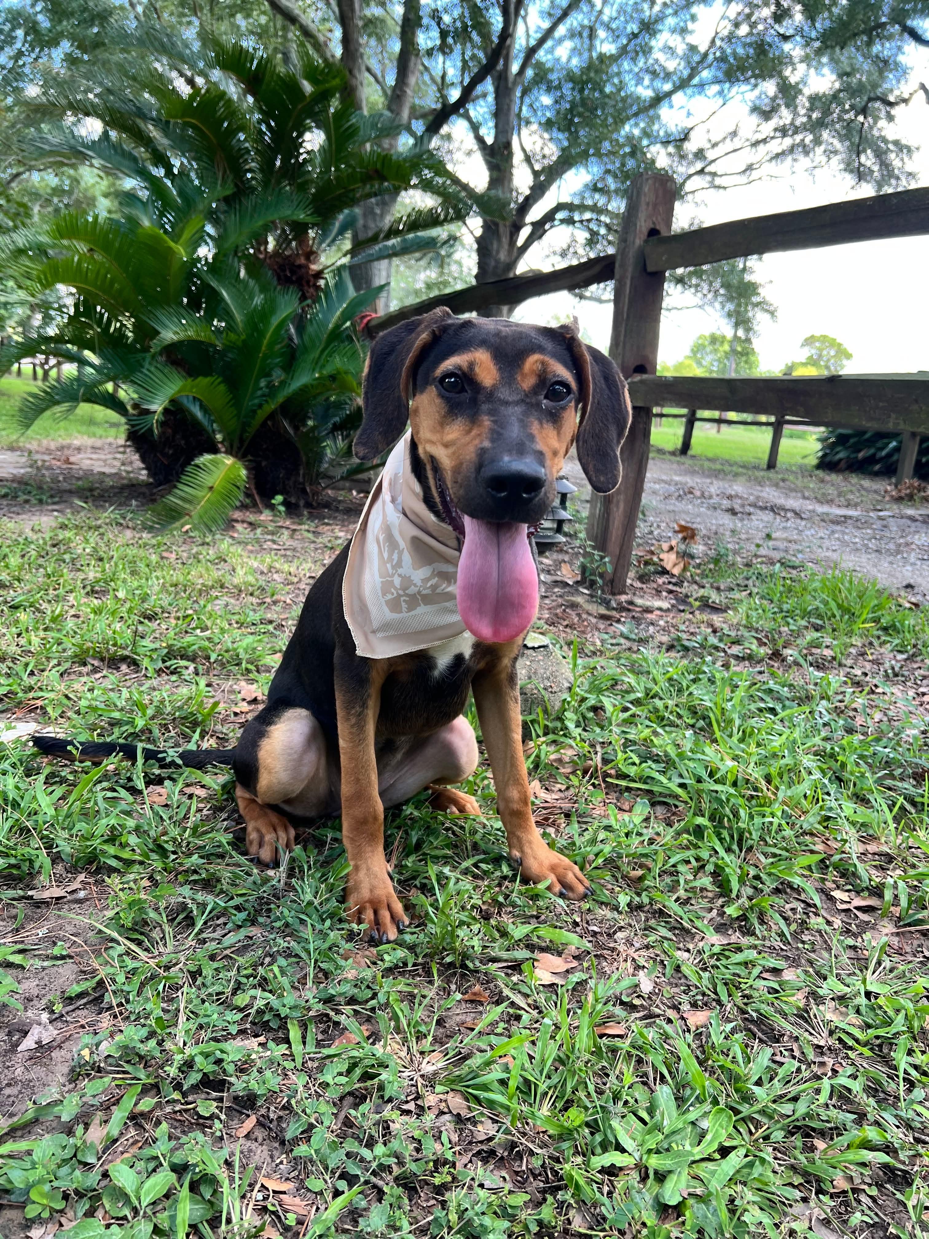 Honey, Adoptable, Young Female Hound & Shepherd.