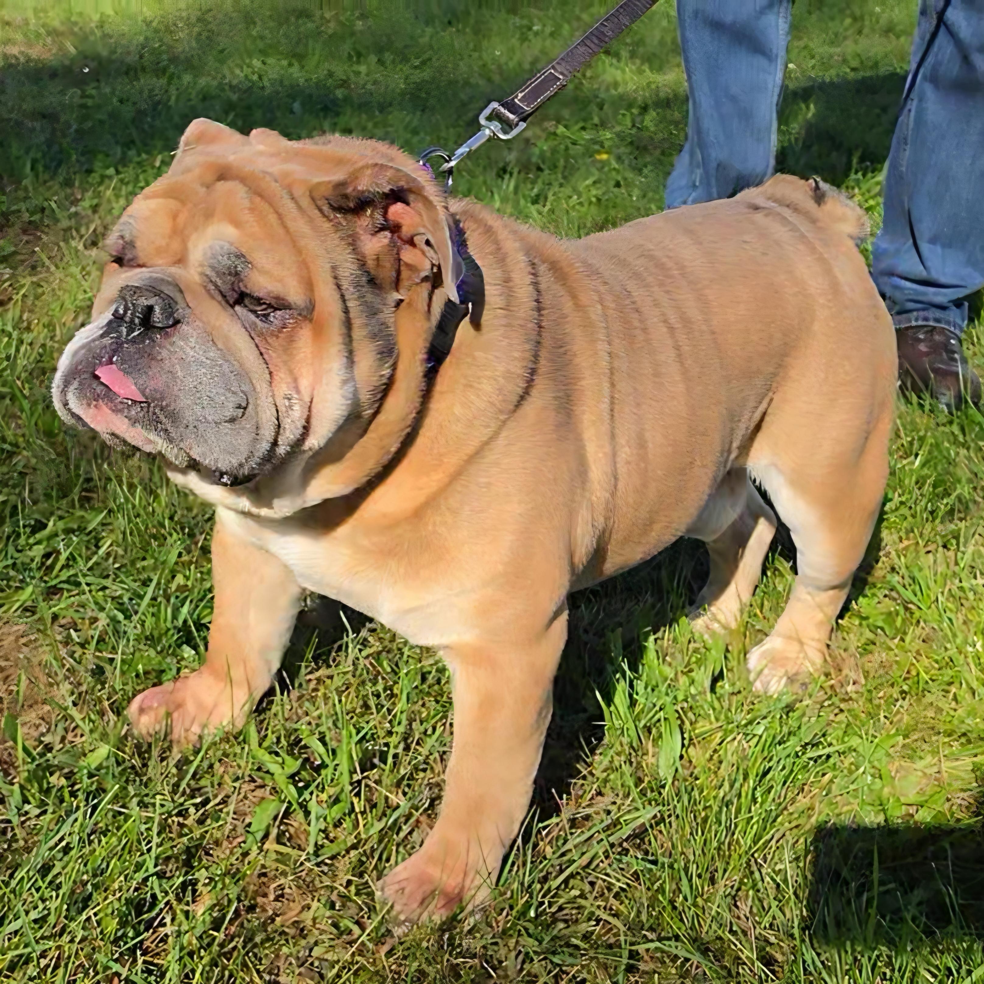 Enlarge Big Boy, a Adoptable English Bulldog in LaGrange, IN image 3/6