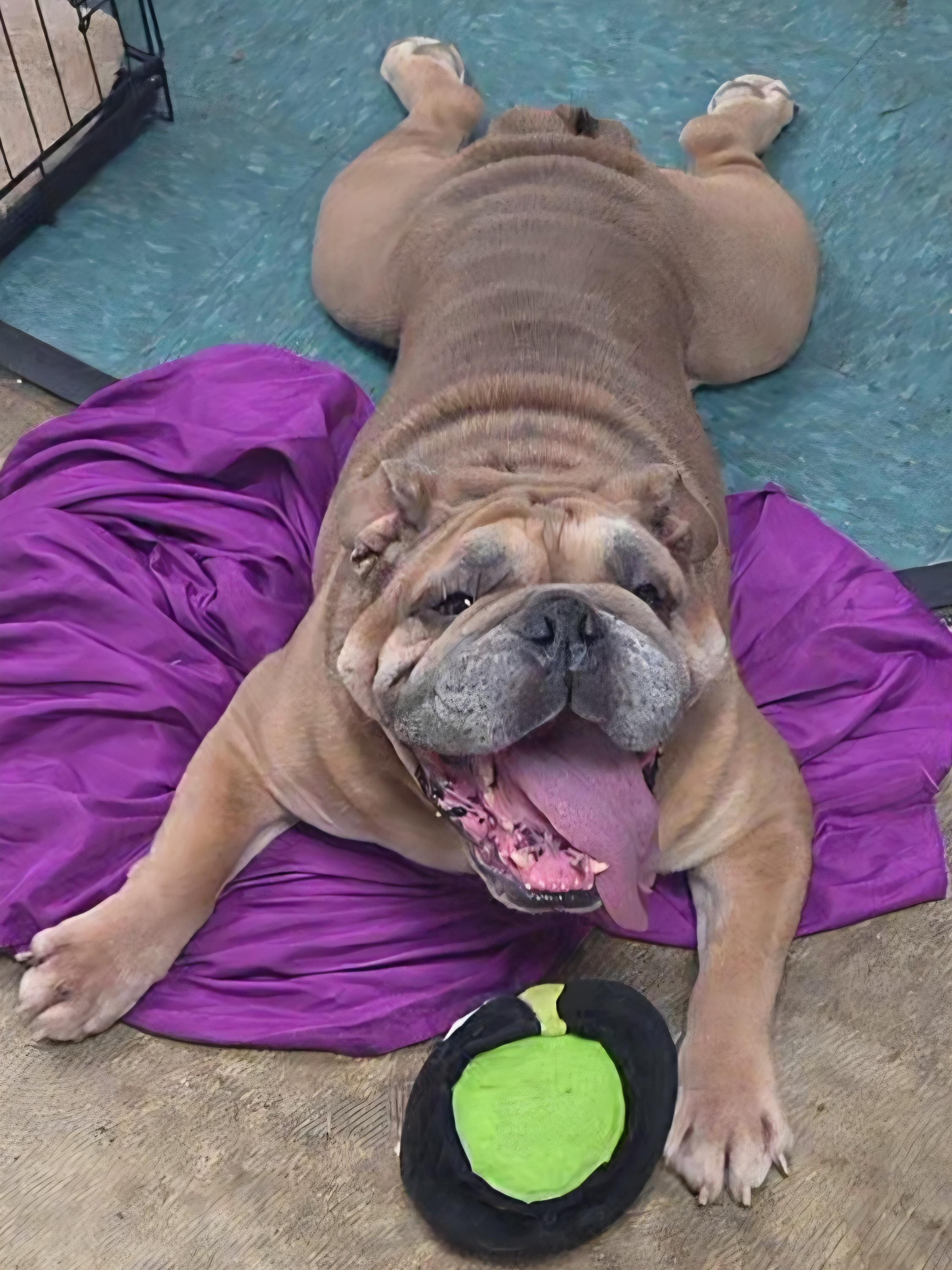 Enlarge Big Boy, a Adoptable English Bulldog in LaGrange, IN image 2/6