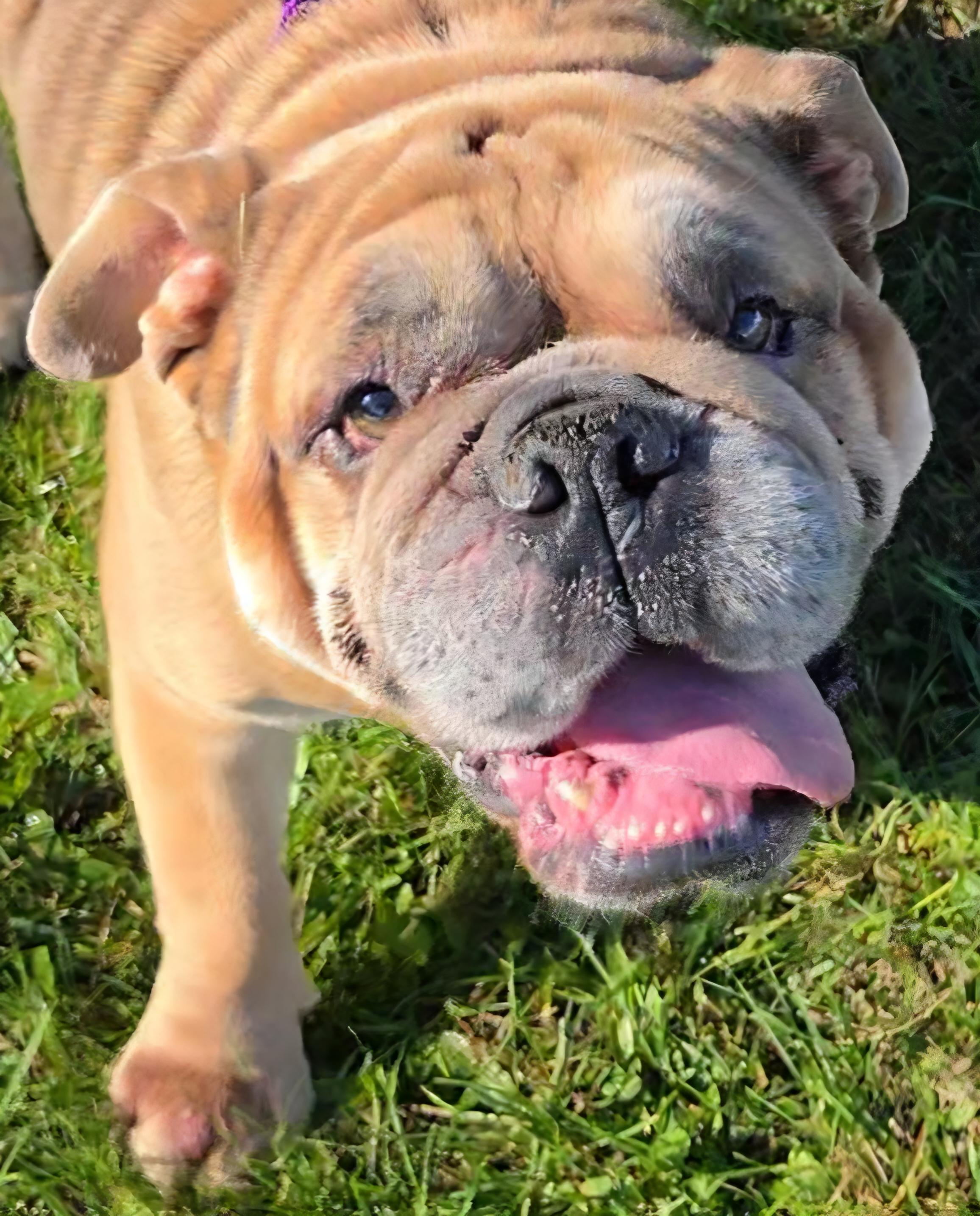 Enlarge Big Boy, a Adoptable English Bulldog in LaGrange, IN image 4/6