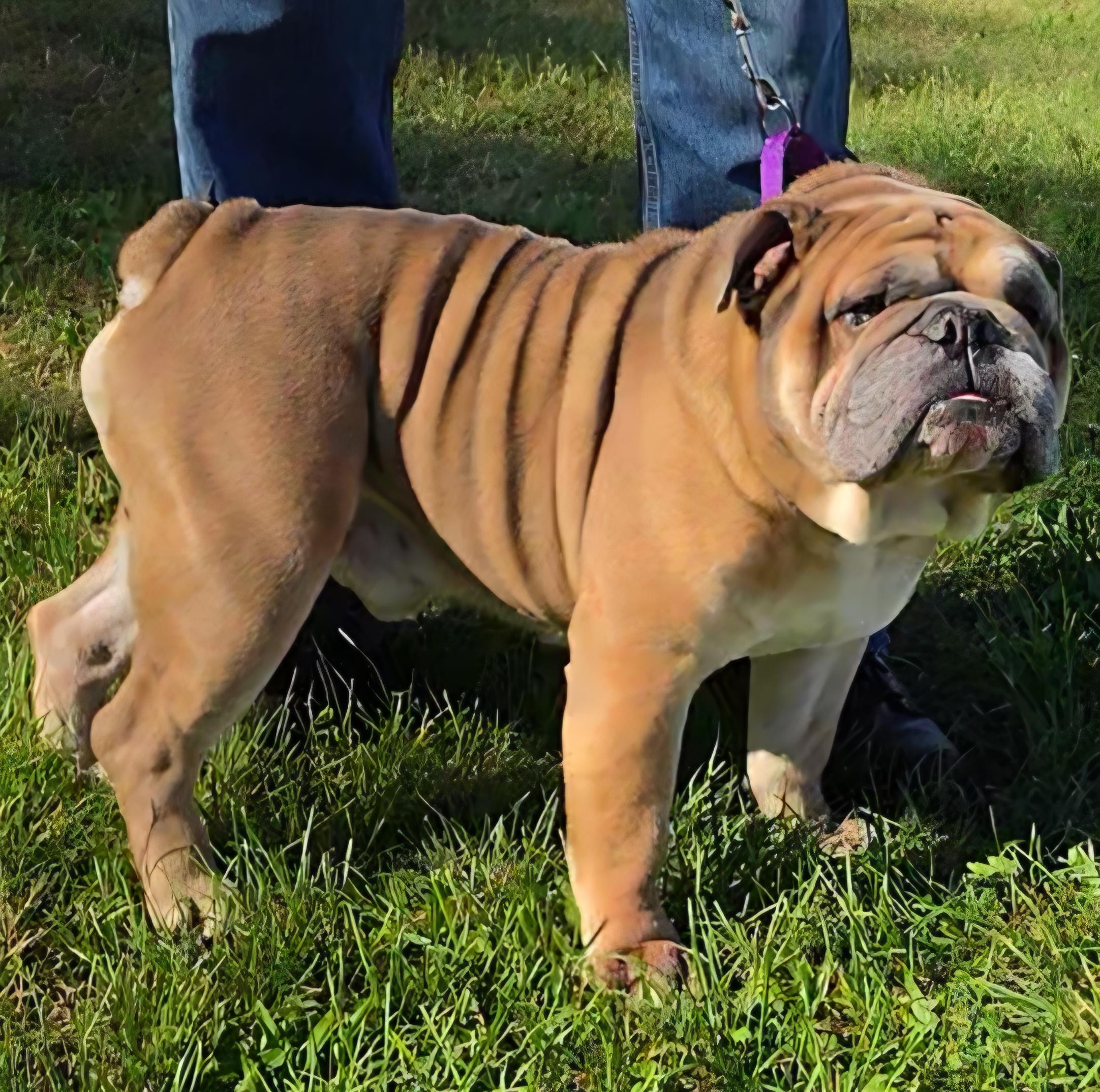 Enlarge Big Boy, a Adoptable English Bulldog in LaGrange, IN image 5/6