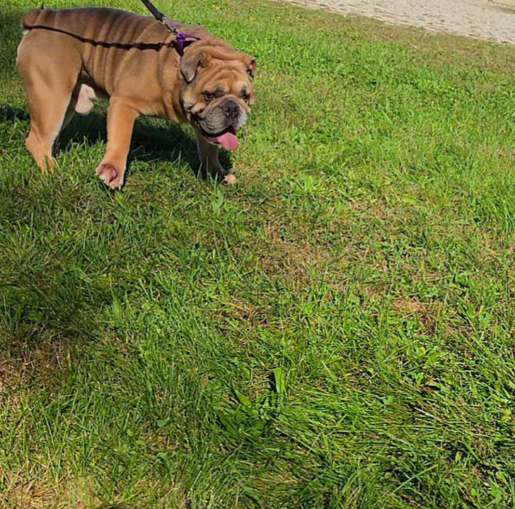 Enlarge Big Boy, a Adoptable English Bulldog in LaGrange, IN video 6/6