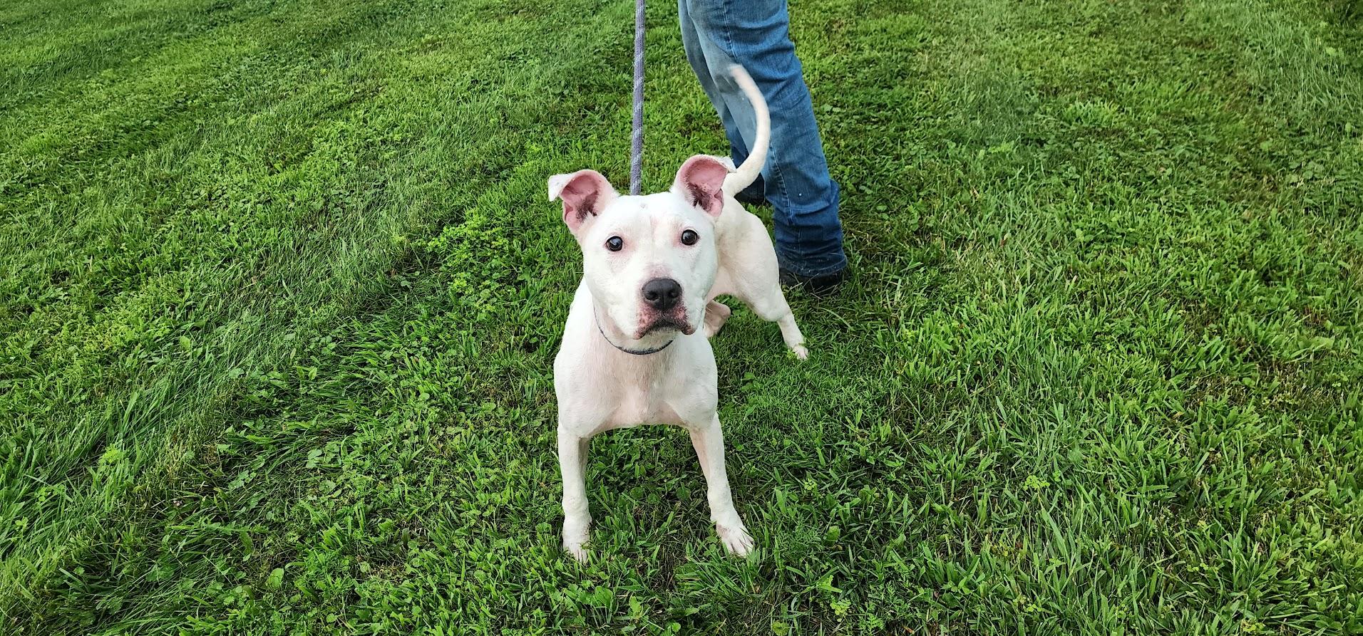 BROOKE 190-26, a ADOPTABLE mixed breed in Cambridge, OH image 2/4