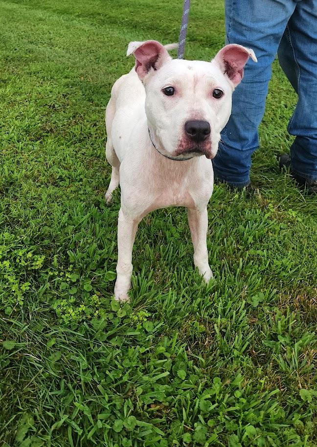 BROOKE 190-26, ADOPTABLE, Adult Female Pit Bull Terrier.