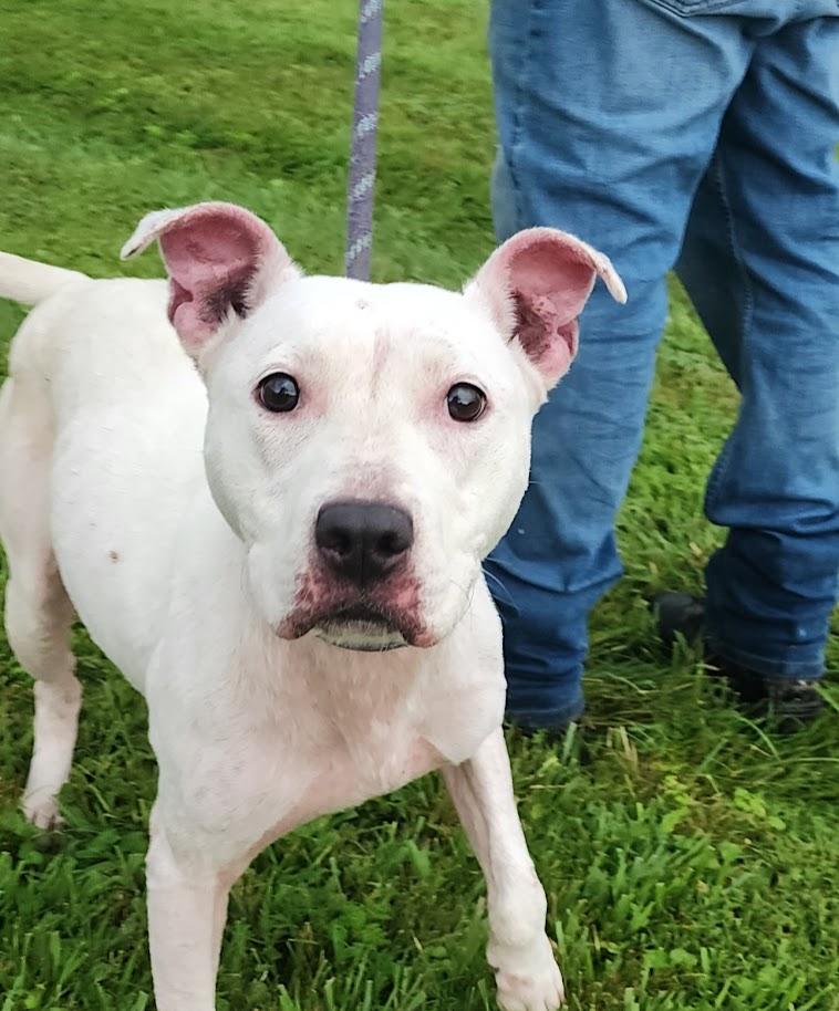 BROOKE 190-26, a ADOPTABLE mixed breed in Cambridge, OH image 4/4