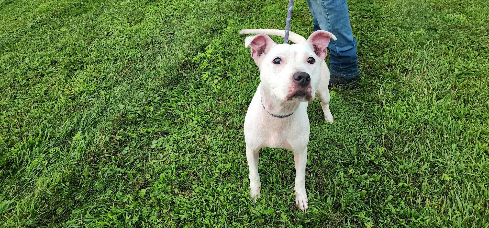 BROOKE 190-26, a ADOPTABLE mixed breed in Cambridge, OH image 3/4