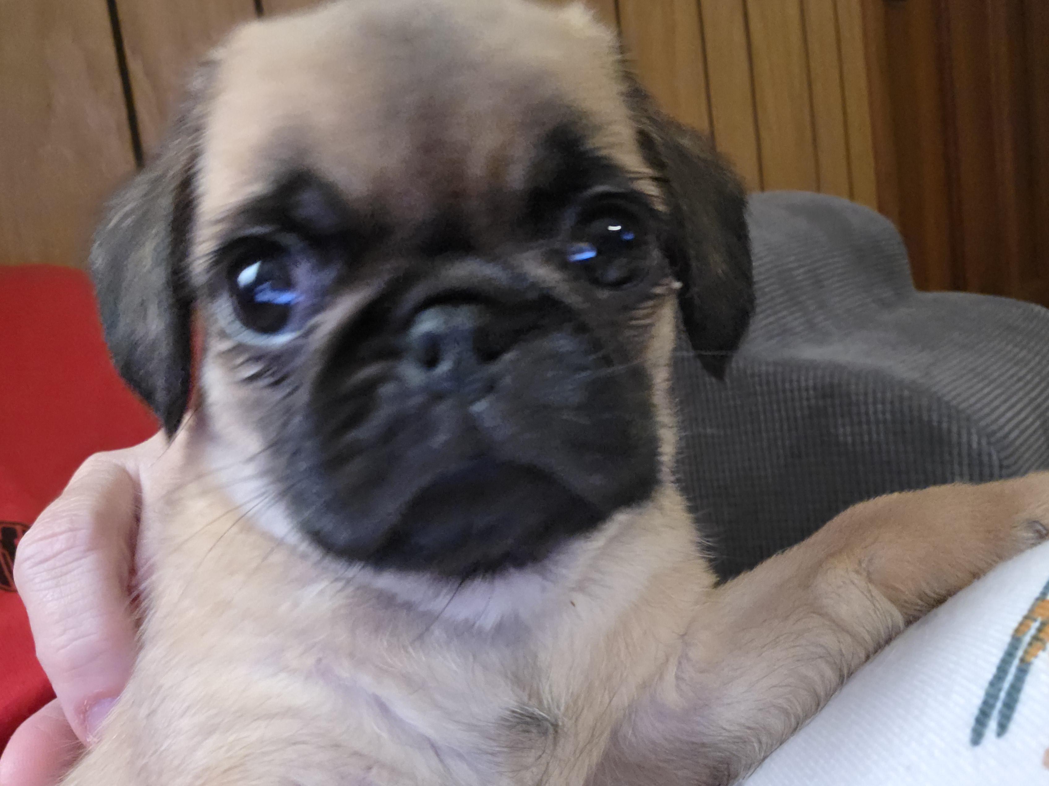 Enlarge Nike, a ADOPTABLE mixed breed in Heiskell, TN image 3/6