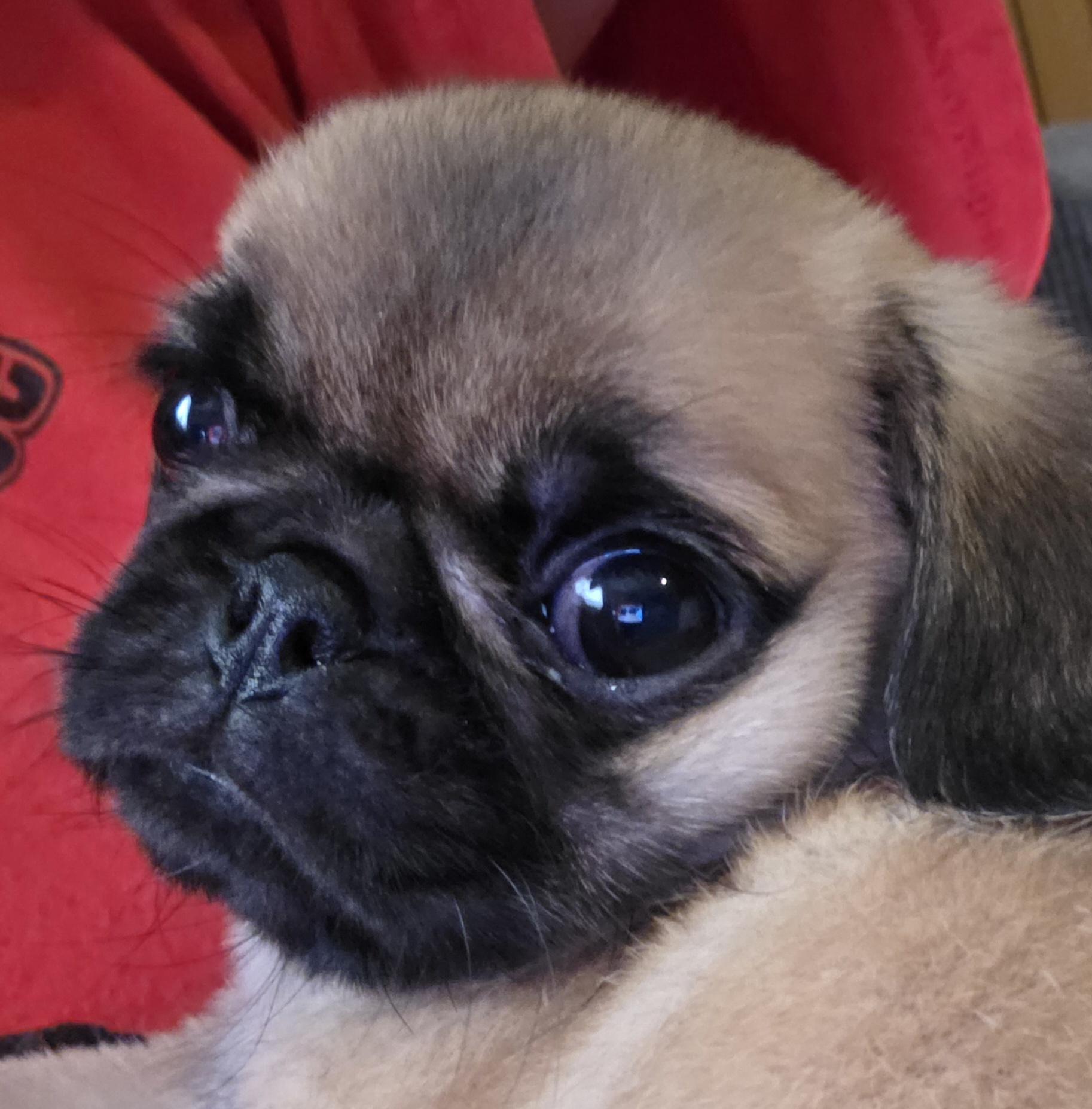 Nike, ADOPTABLE, Puppy Female Pug & Pekingese.