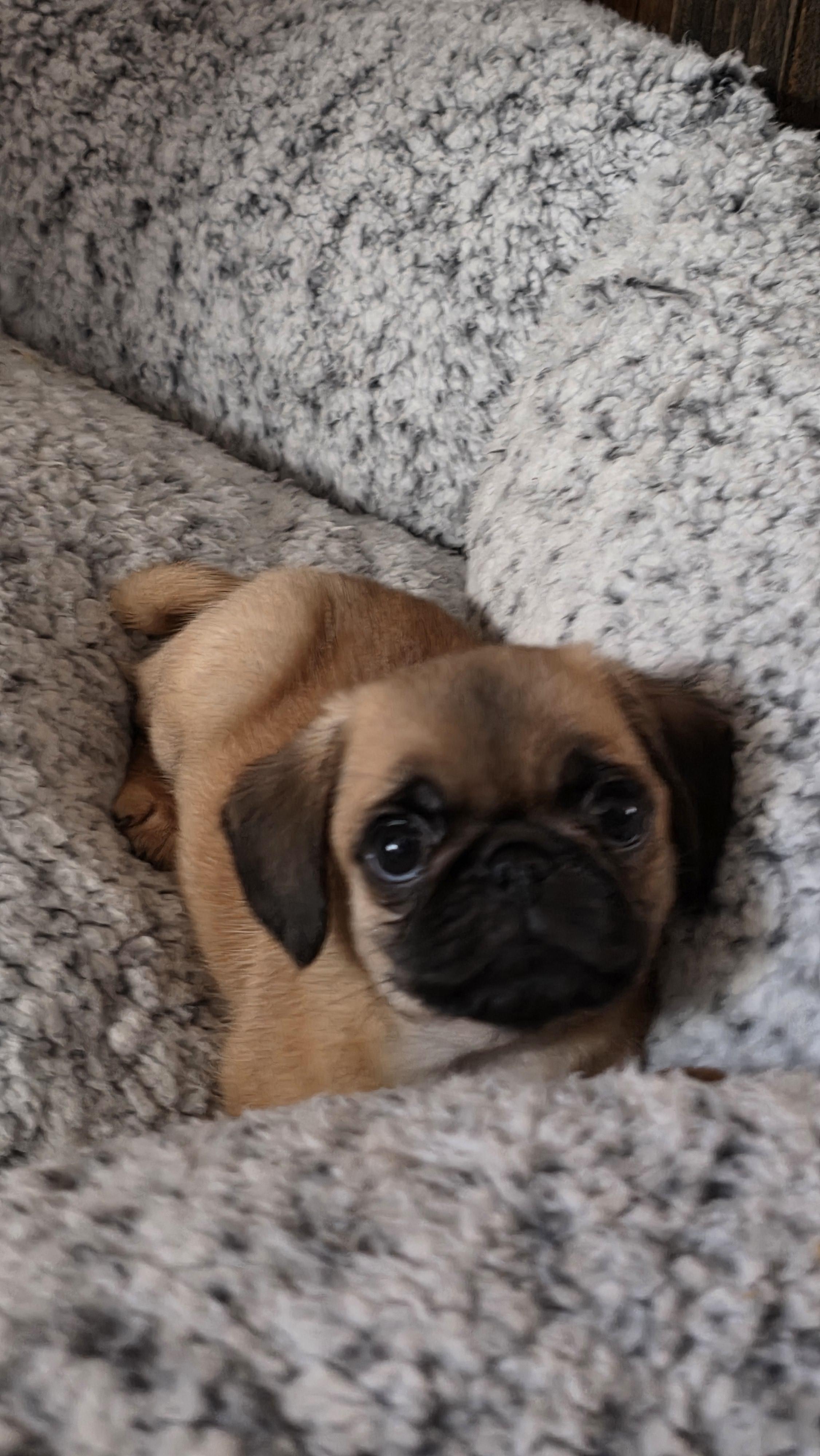 Enlarge Nike, a ADOPTABLE mixed breed in Heiskell, TN image 4/6