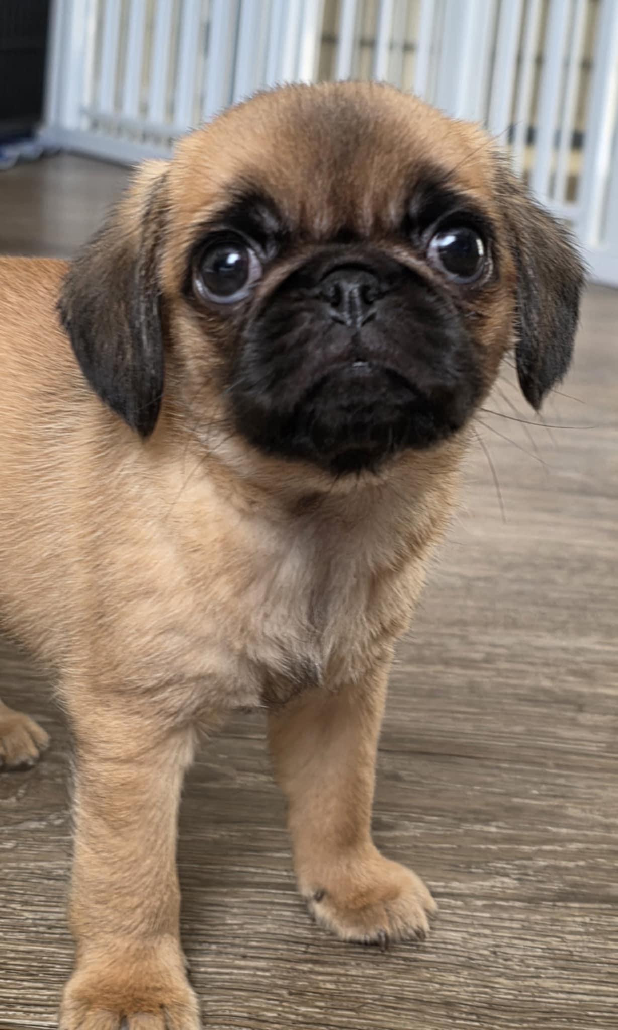 Enlarge Nike, a ADOPTABLE mixed breed in Heiskell, TN image 2/6