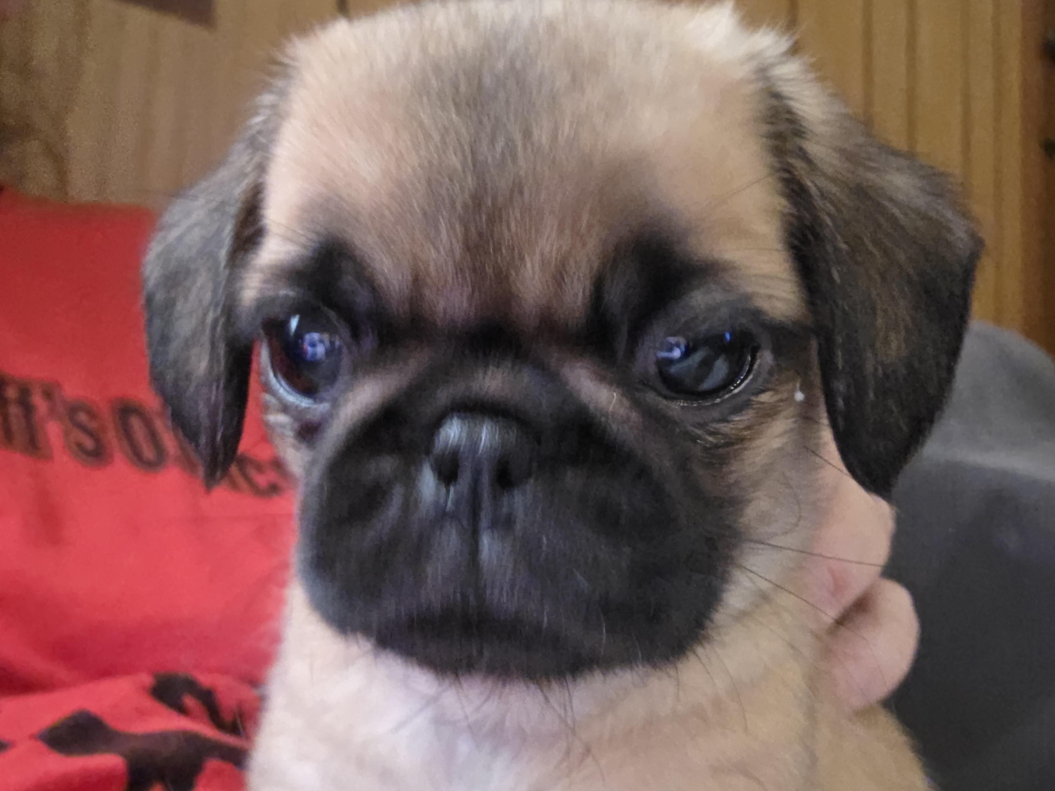 Enlarge Nike, a ADOPTABLE mixed breed in Heiskell, TN image 5/6