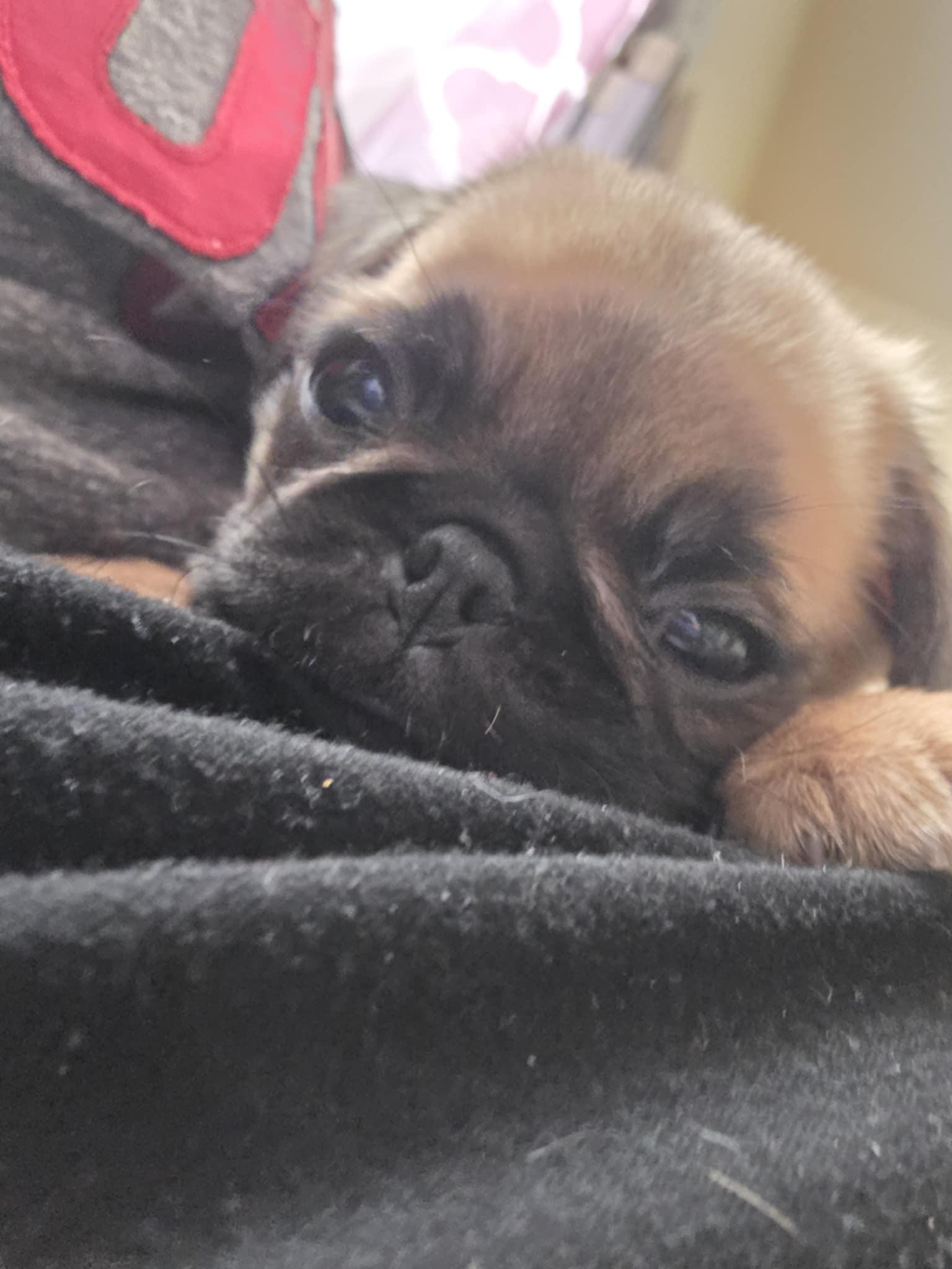 Enlarge Nike, a ADOPTABLE mixed breed in Heiskell, TN image 6/6