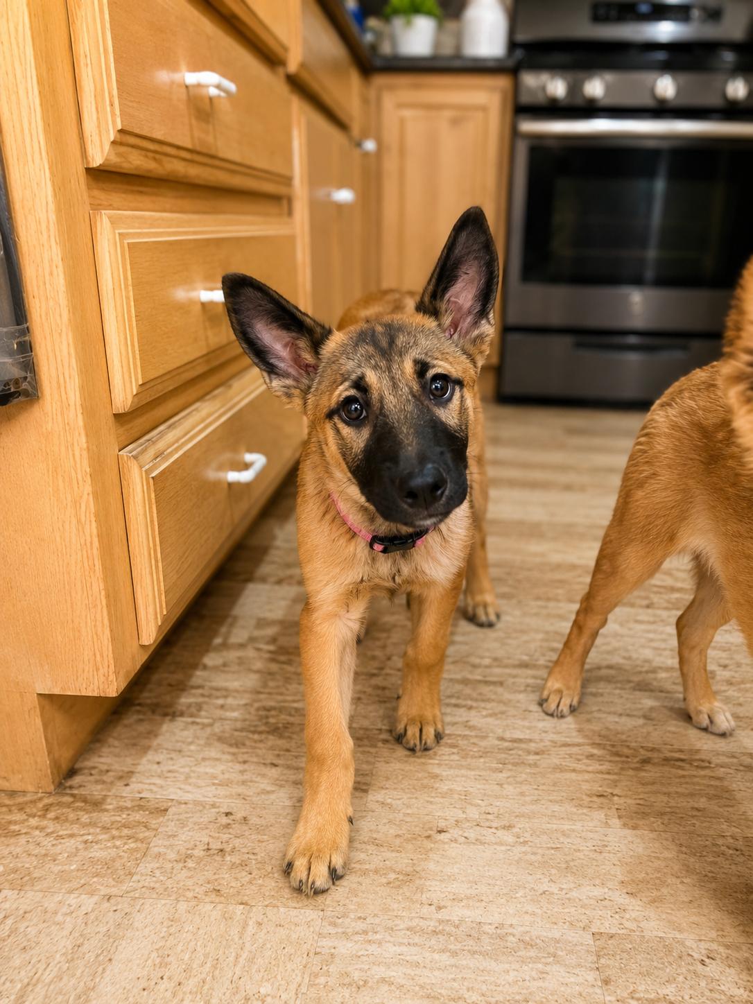 Kiara, an adopted mixed breed in Encinitas, CA image 2/5