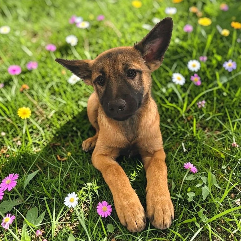 Kiara, adopted, Puppy Female Belgian Shepherd / Malinois & German Shepherd Dog.