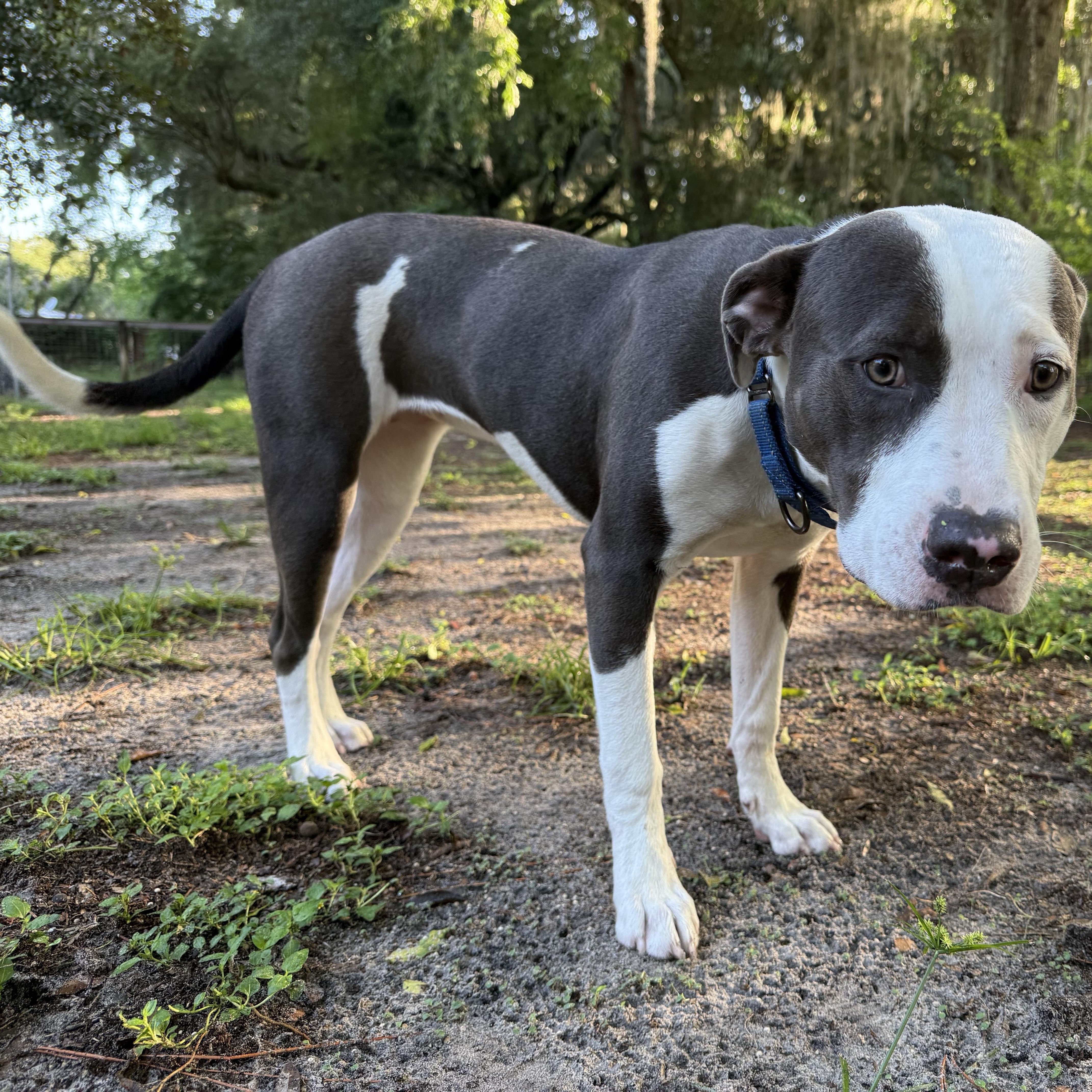Enlarge Stella, a ADOPTABLE Pit Bull Terrier in Wildwood, FL image 3/4