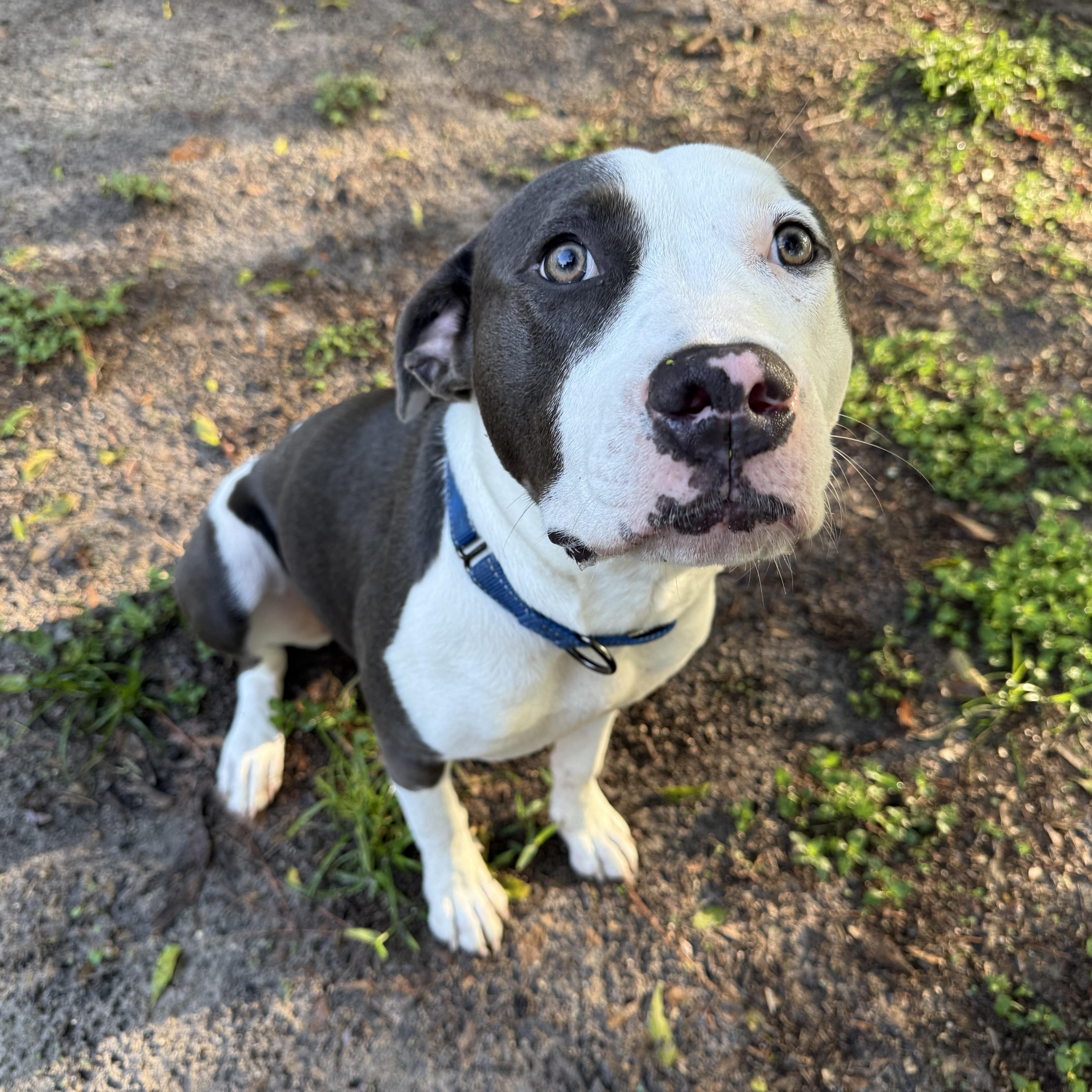 Stella, ADOPTABLE, Young Female Pit Bull Terrier.