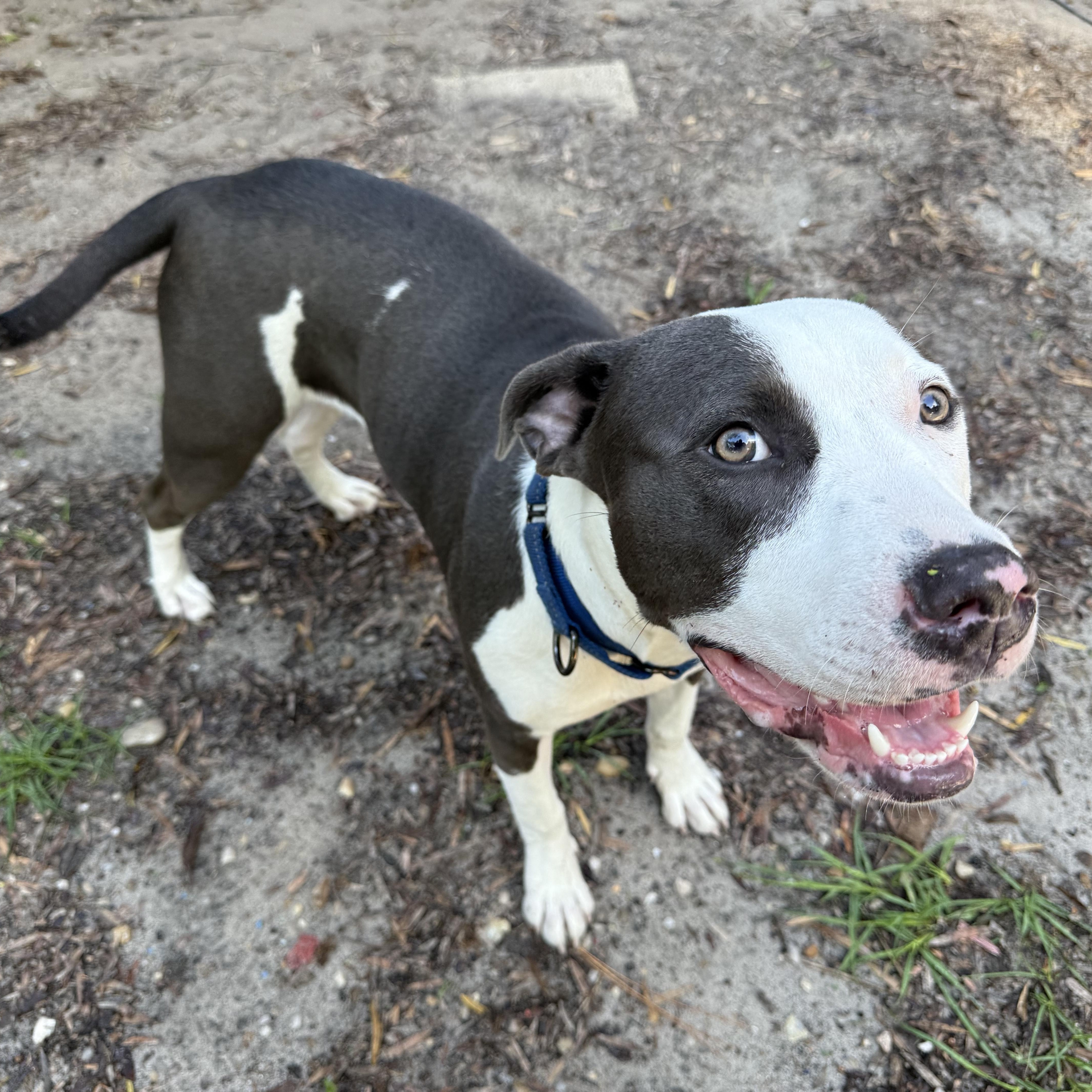 Enlarge Stella, a ADOPTABLE Pit Bull Terrier in Wildwood, FL image 2/4