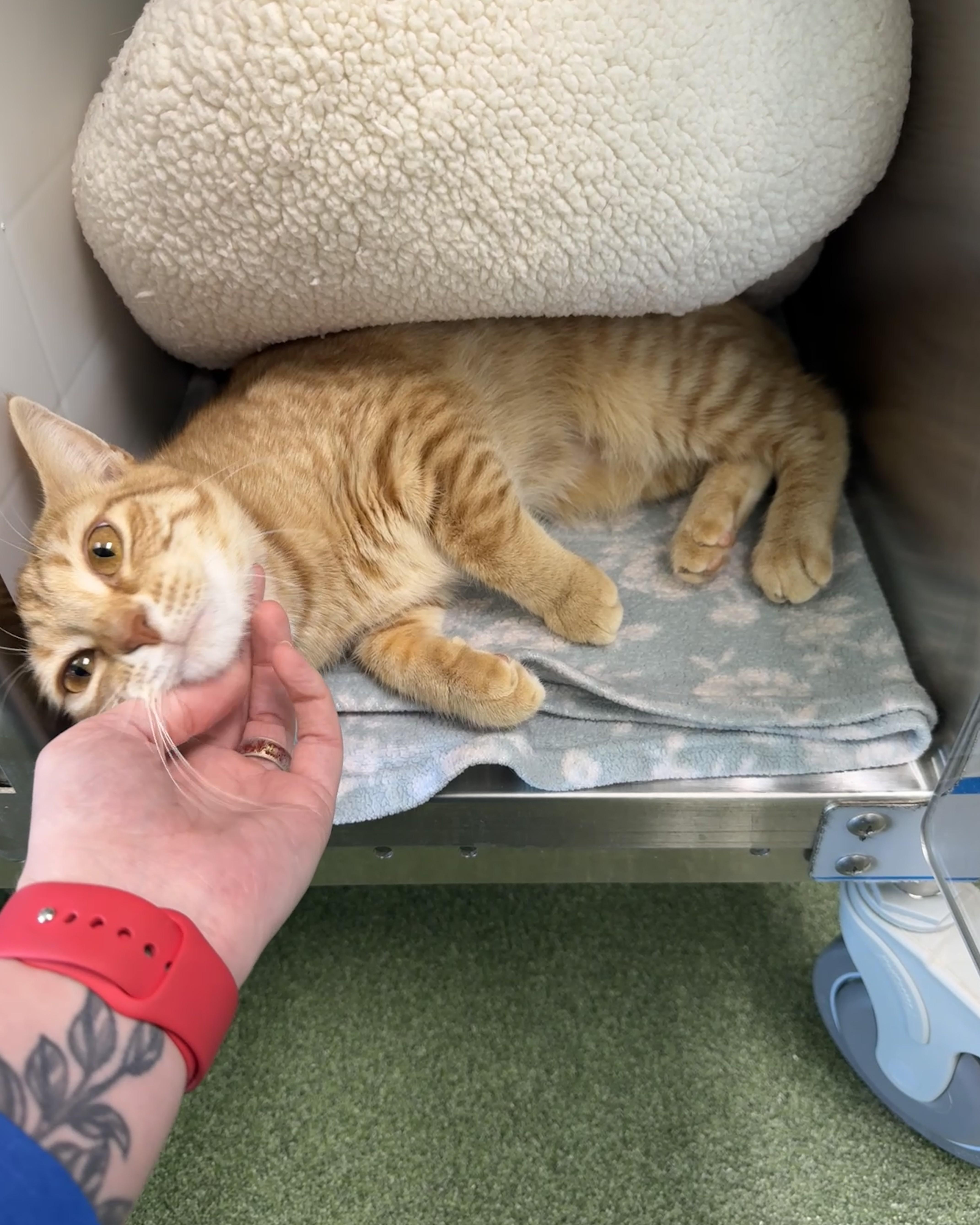 Calloway, an adopted Domestic Short Hair in Seneca, PA image 2/5