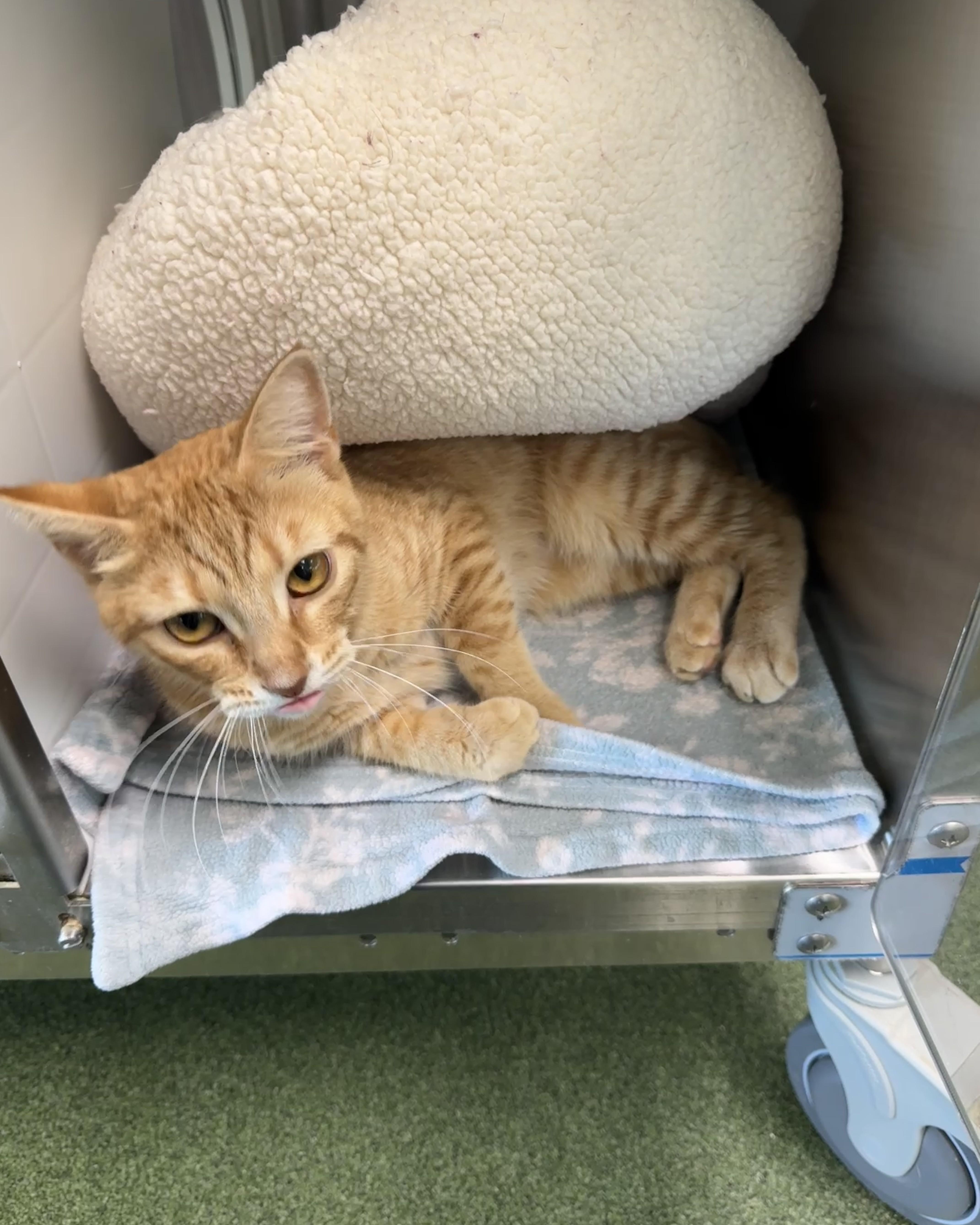 Calloway, an adopted Domestic Short Hair in Seneca, PA image 3/5