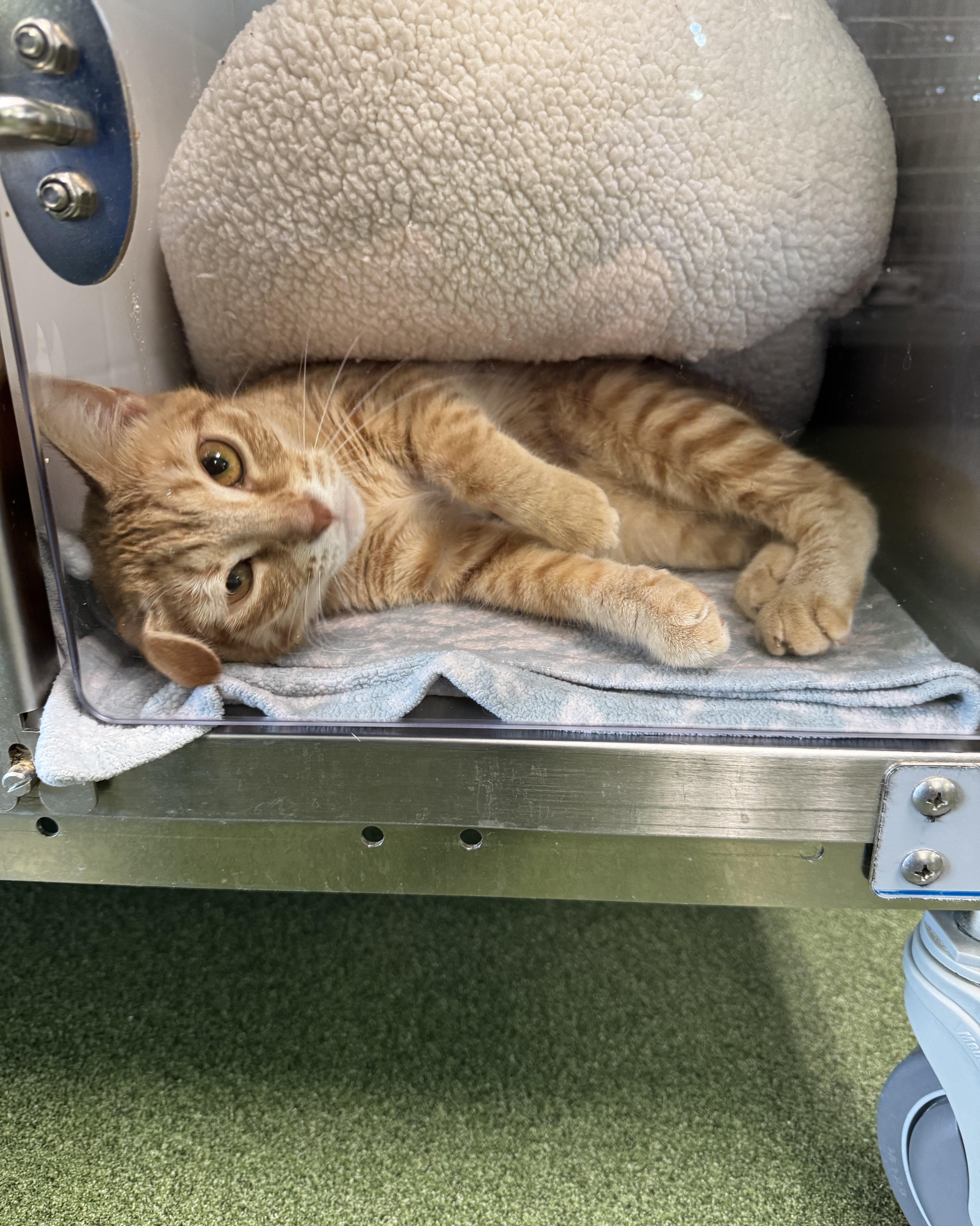 Calloway, an adopted Domestic Short Hair in Seneca, PA image 4/5