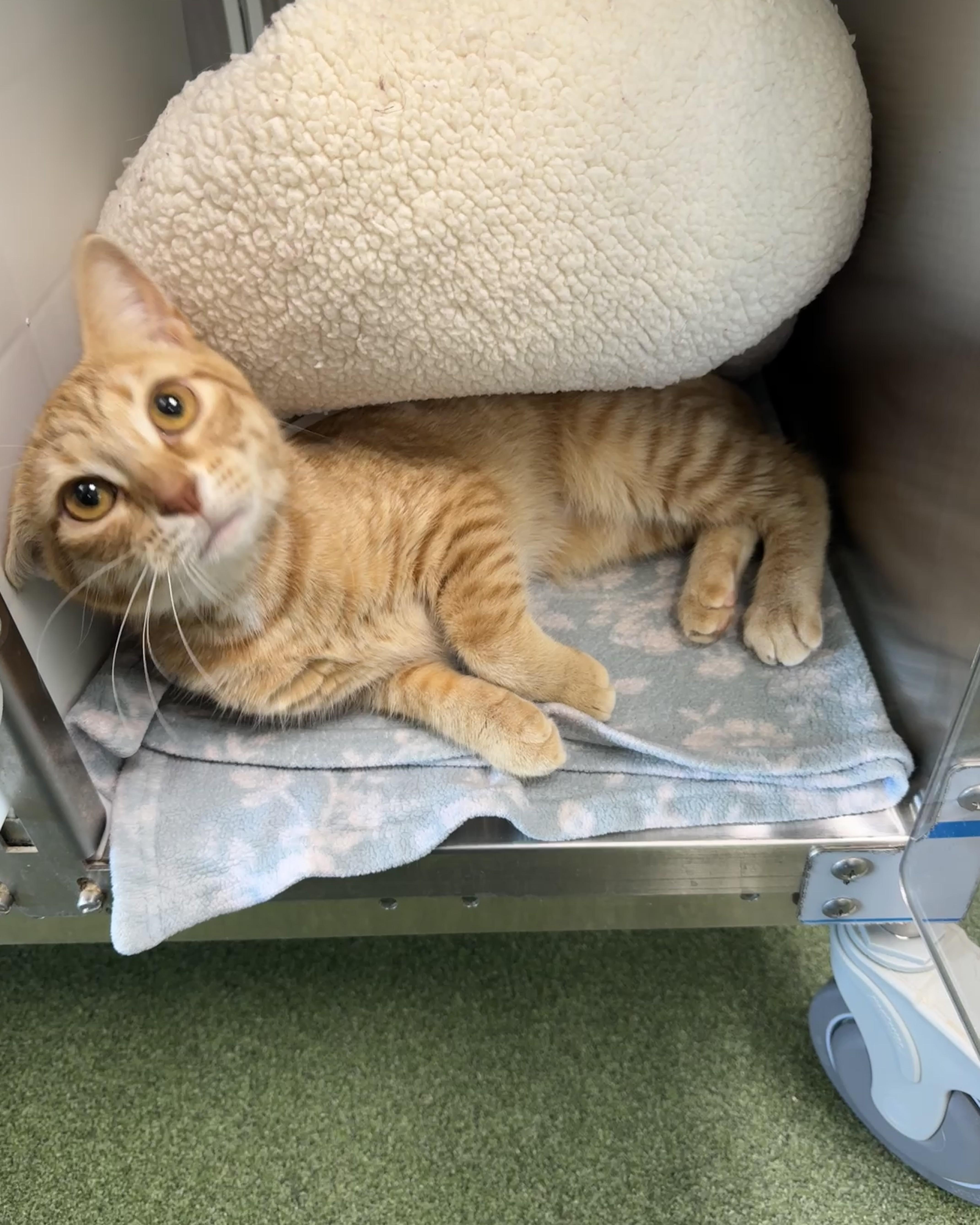 Calloway, adopted, Young Female Domestic Short Hair.