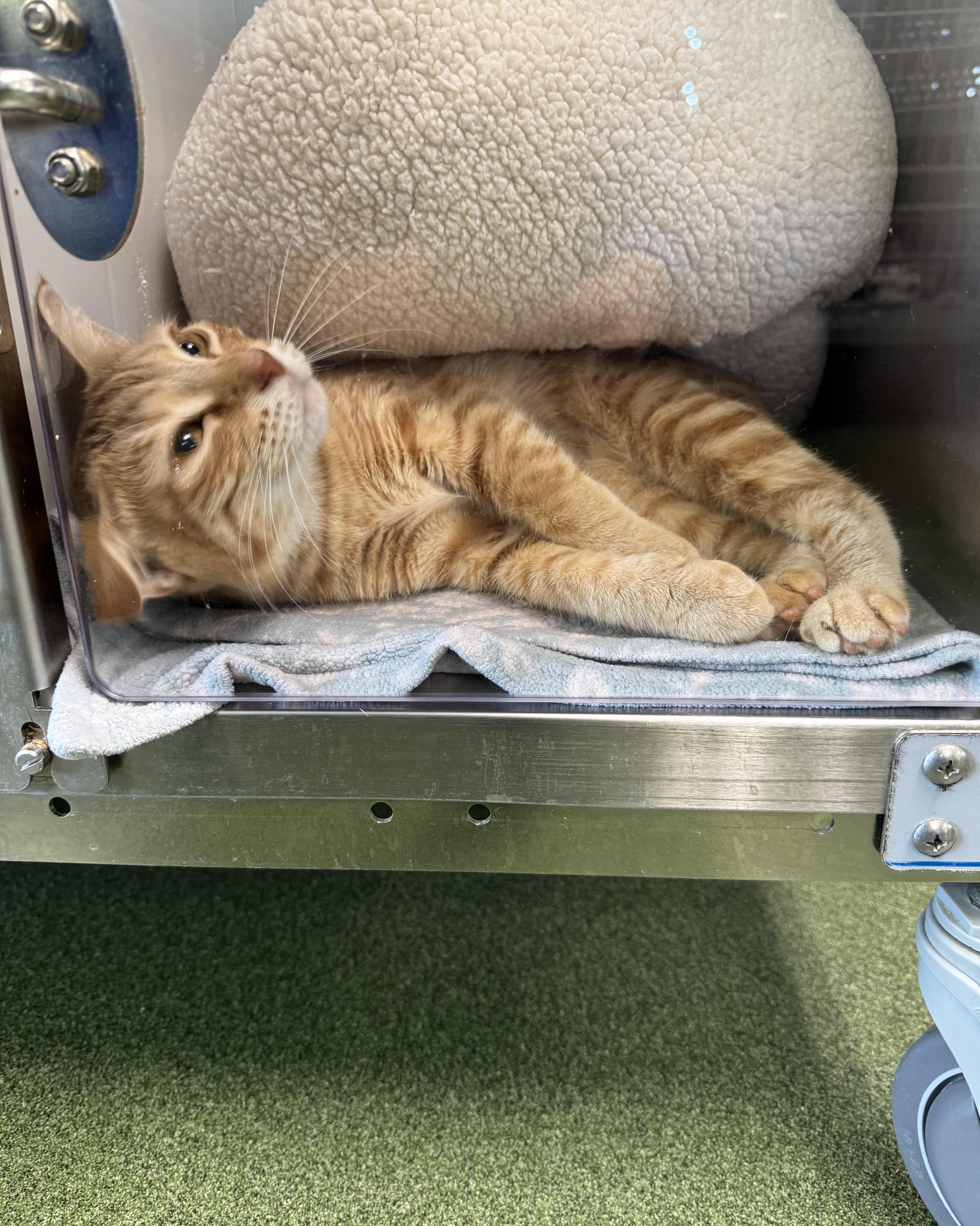 Calloway, an adopted Domestic Short Hair in Seneca, PA image 5/5